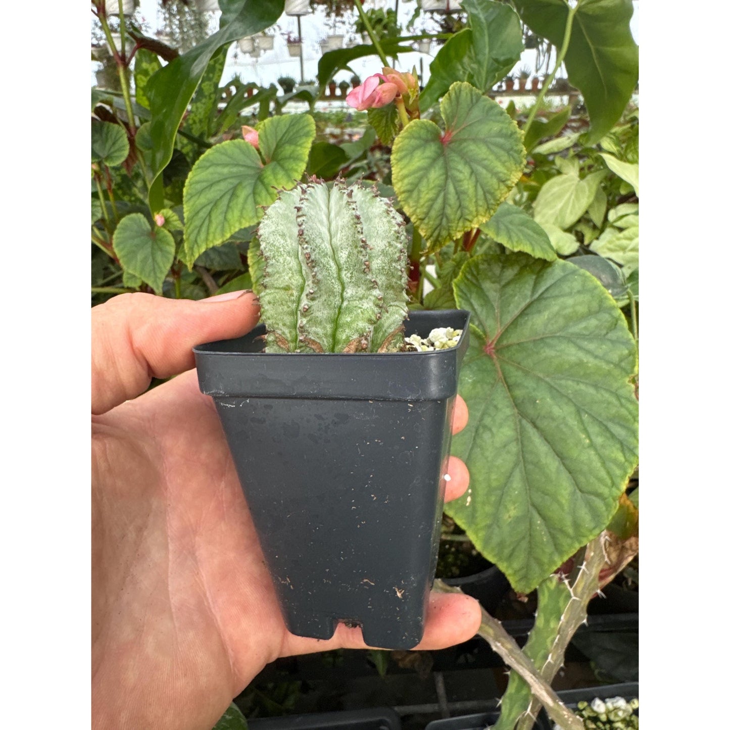 Euphorbia horrida