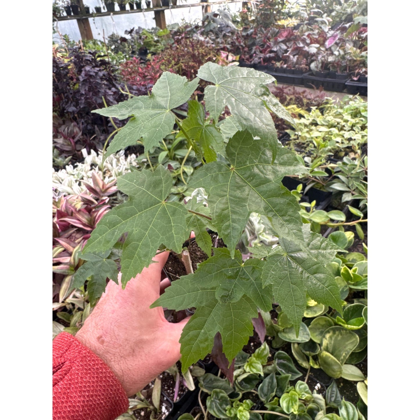 Abutilon ‘biltmore ball gown’