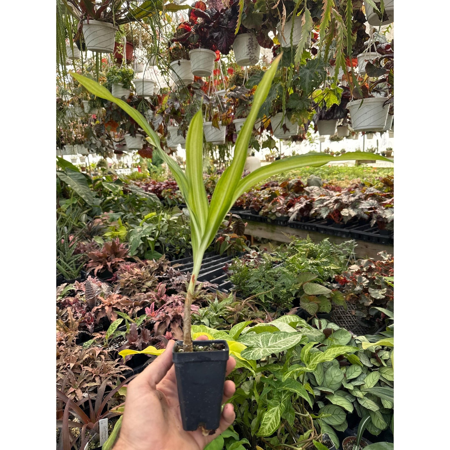 Crinum moorei ‘shima-ire’- Rare variegated variety with fragrant flowers