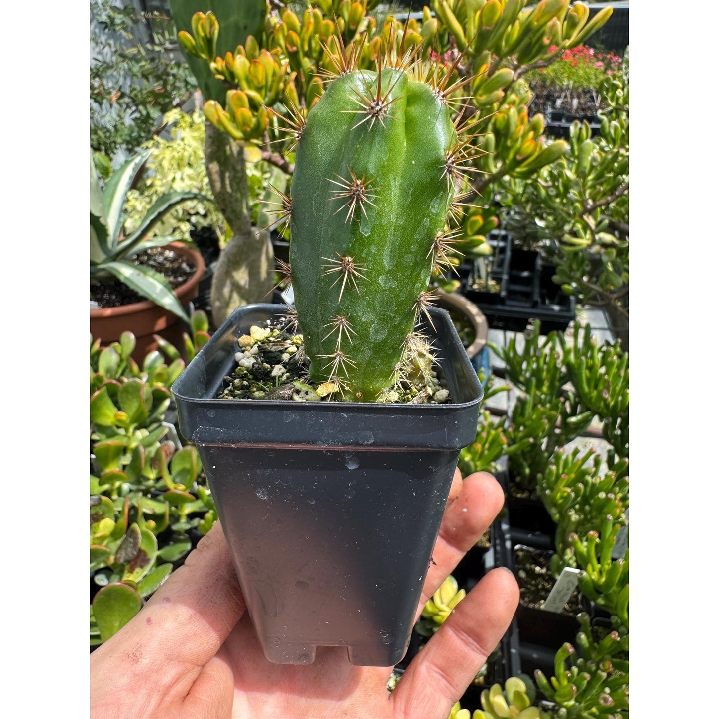 Echinopsis taquimbalensis