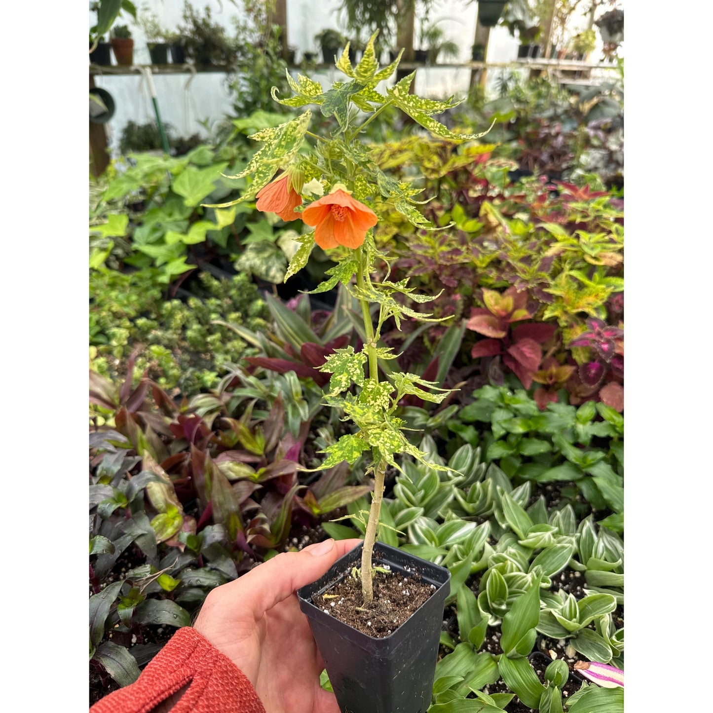 Abutilon pictum ‘thompsonii’
