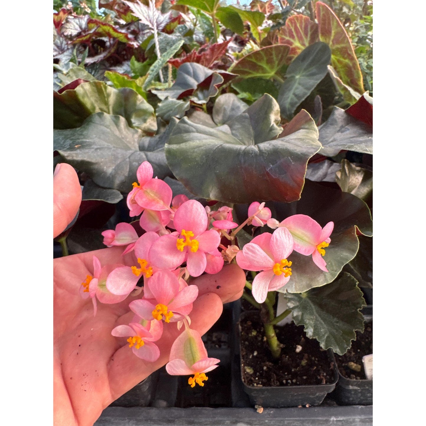 Begonia ‘Alice Faye’