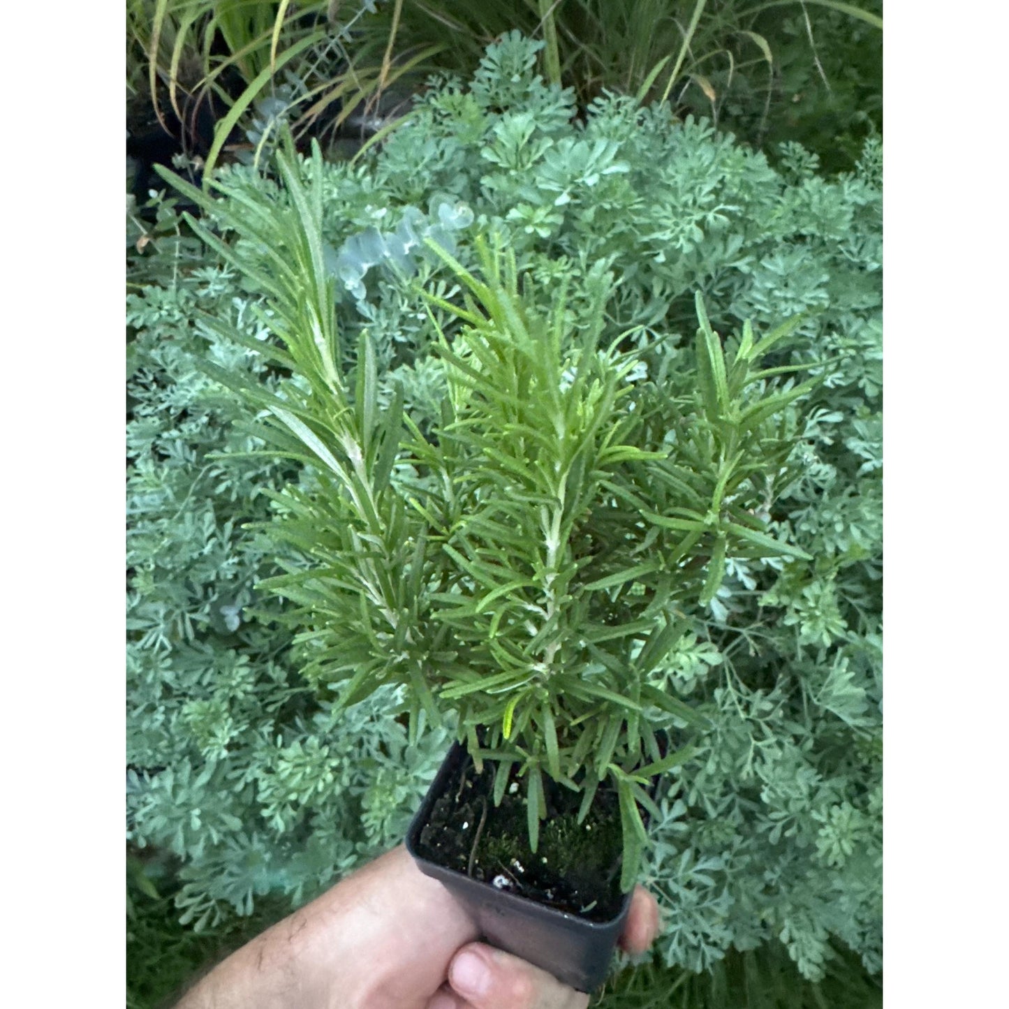 Rosemary Plant ‘salem’