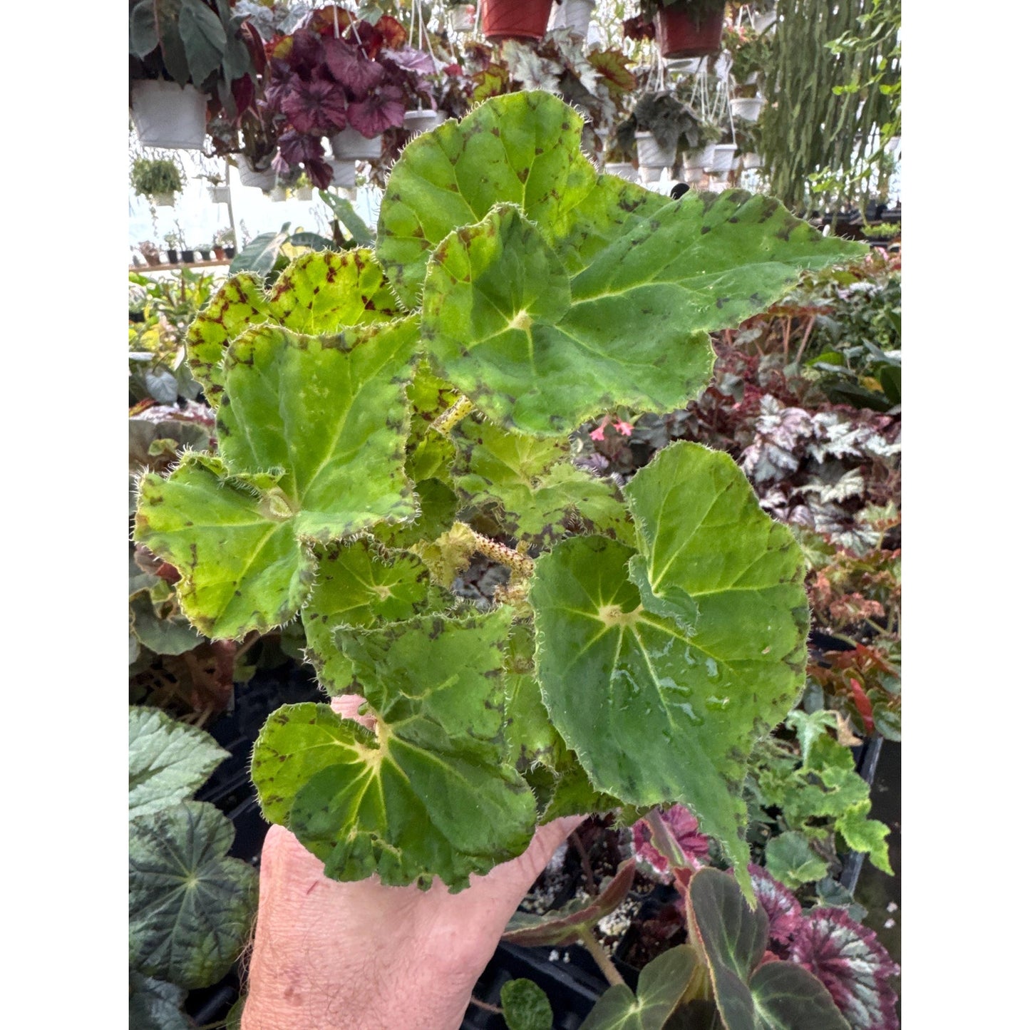 Begonia ‘froggy’