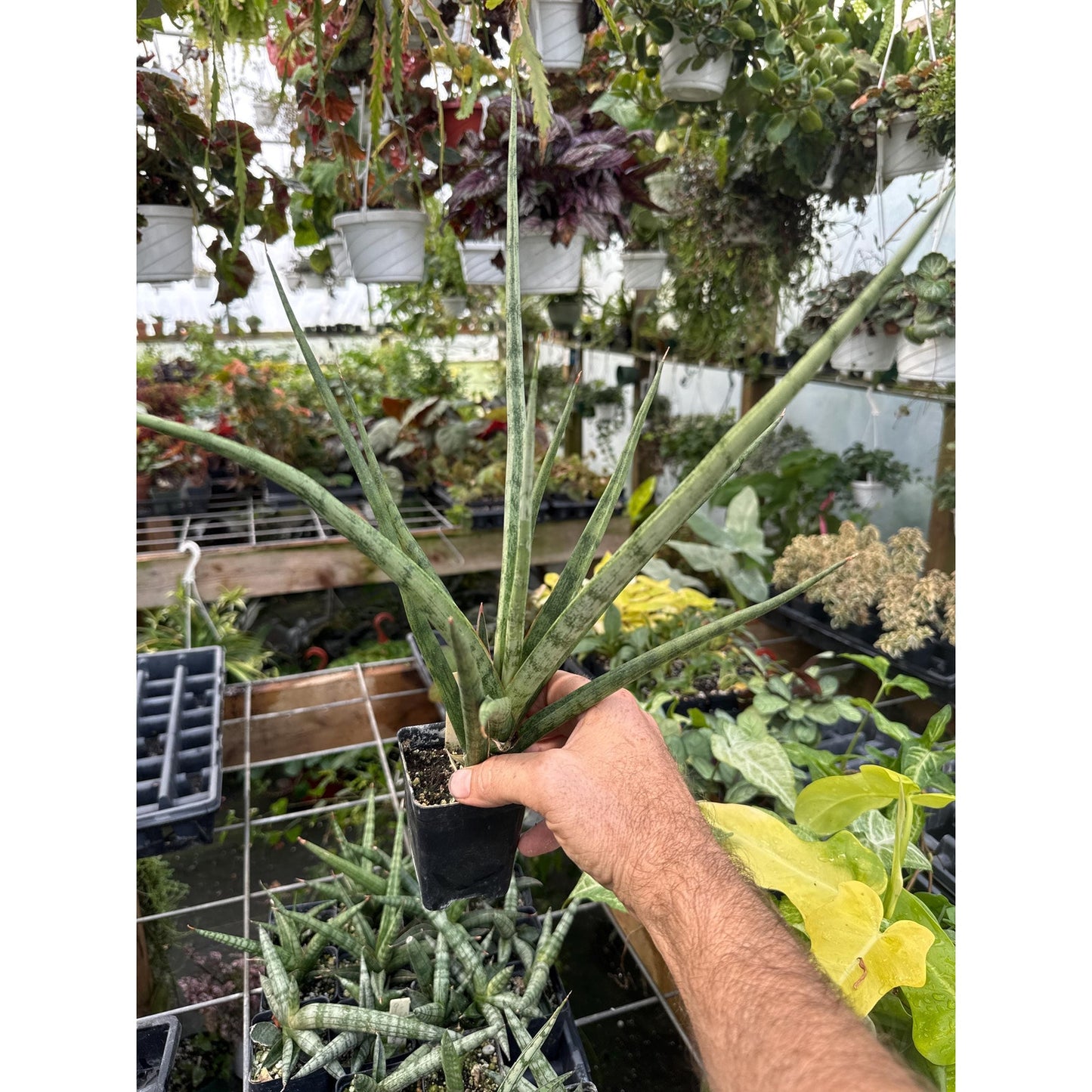 Sansevieria ‘bunlue torch’