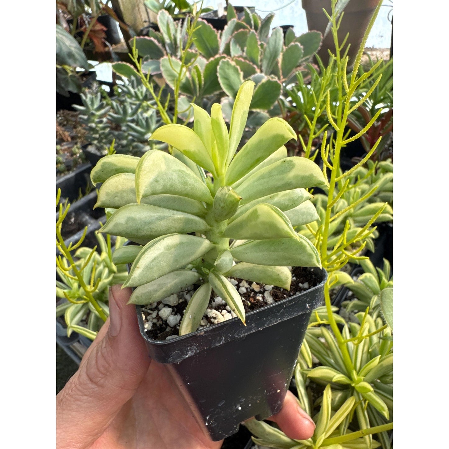Peperomia dolabriformis ‘surfside’- variegated!