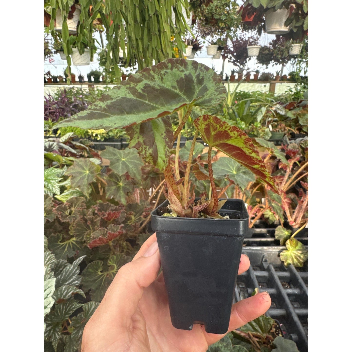 Begonia burkillii