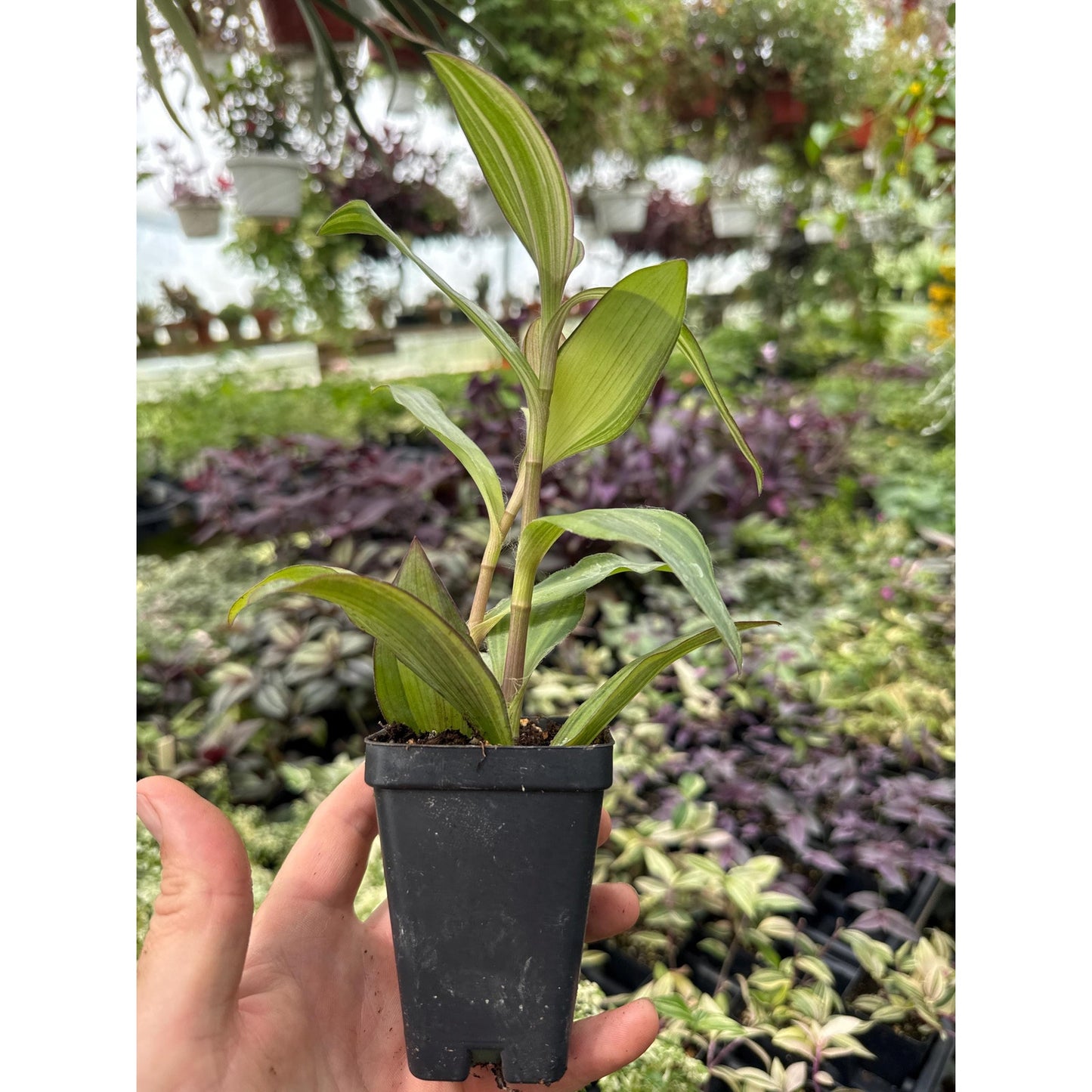 Tradescantia ‘marley’- new variegated variety!