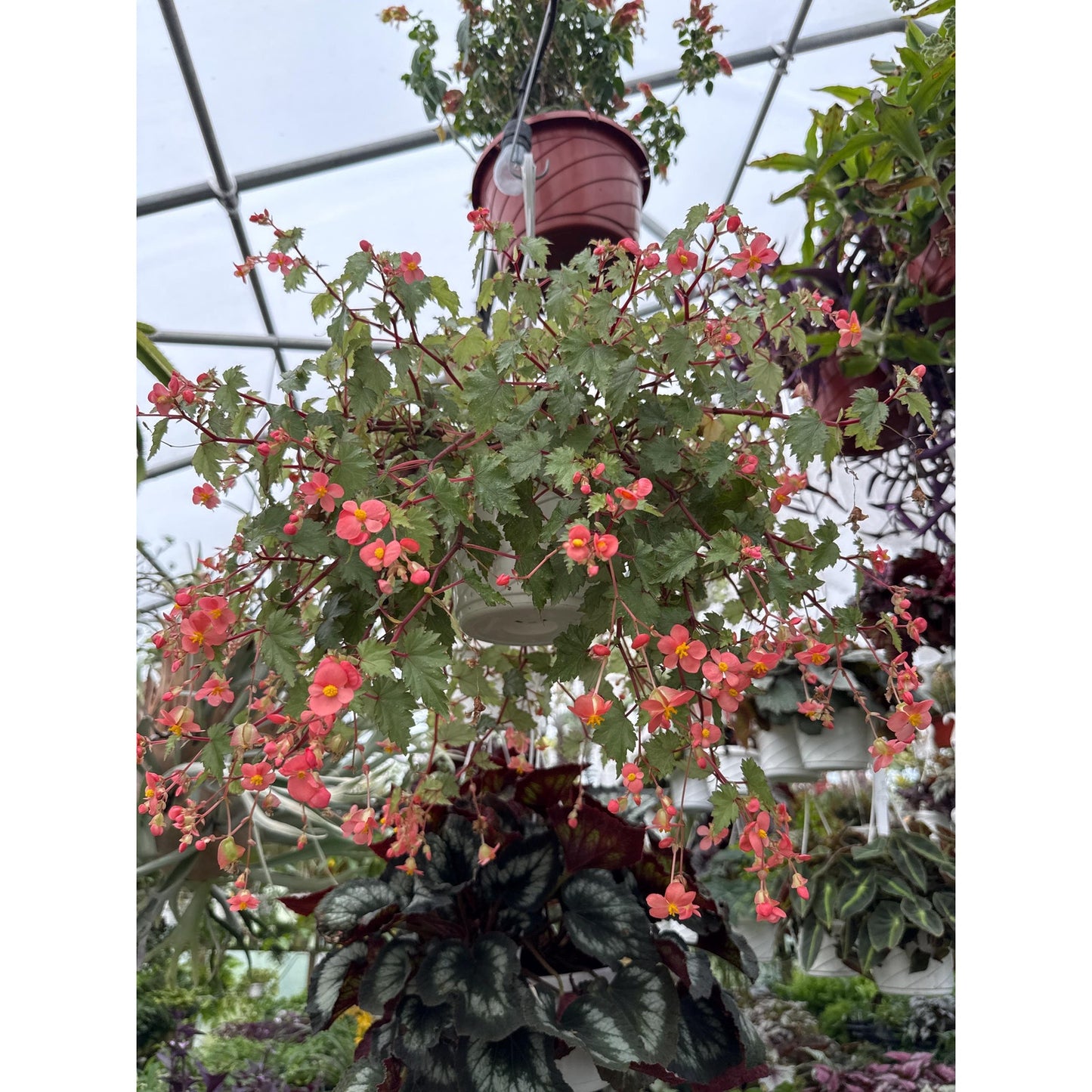 Begonia ‘Max Welton’