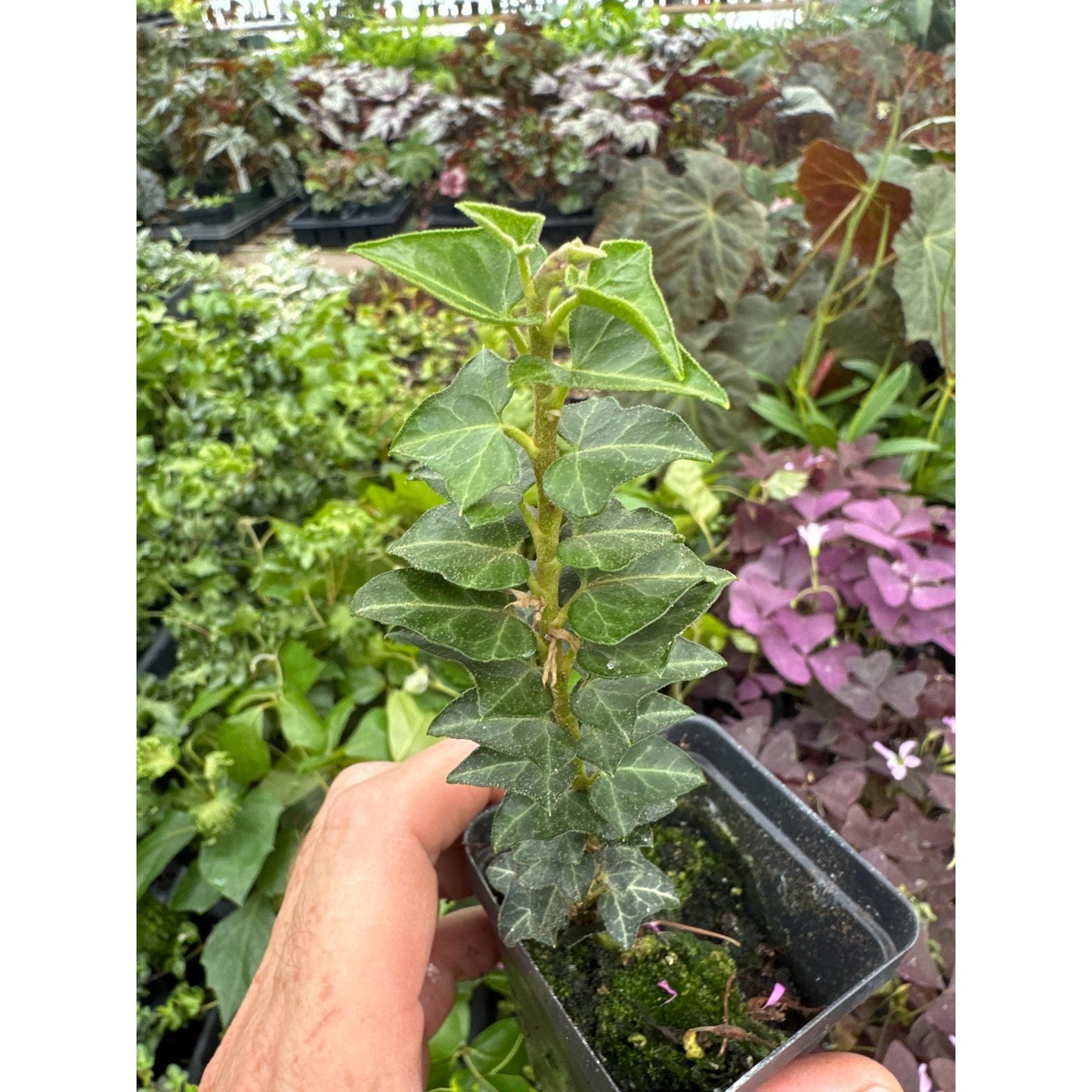 Ivy - Hedera helix ‘erecta’