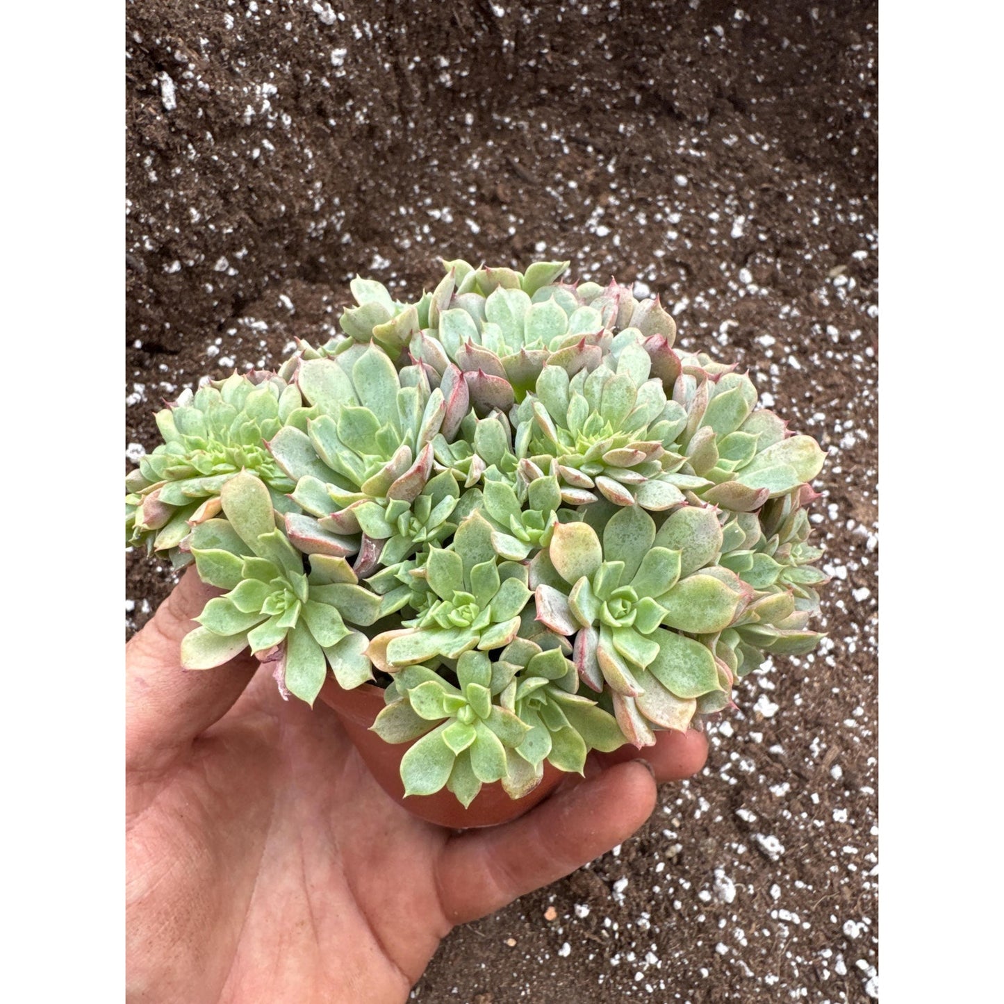 Echeveria ‘magic flame’- Cluster with some crests- Exact plant