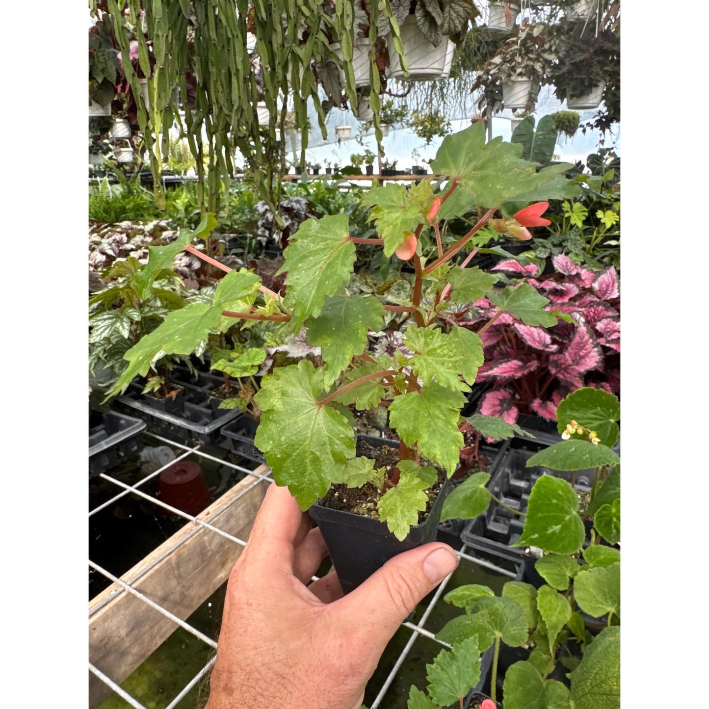 Begonia ‘Max Welton’