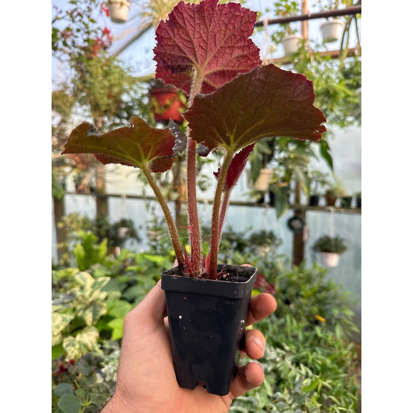 Begonia ‘island magic’