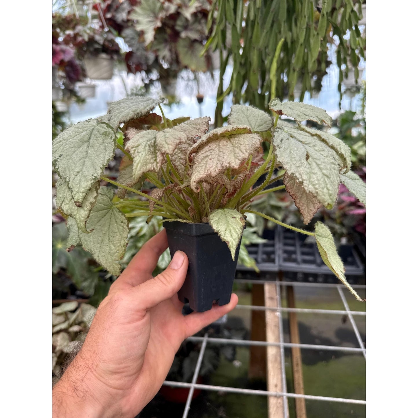 Begonia ‘QUEEN OLYMPUS’