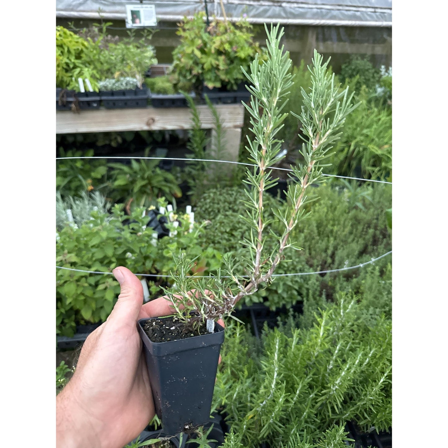 Rosemary Plant ‘Blue Lagoon’