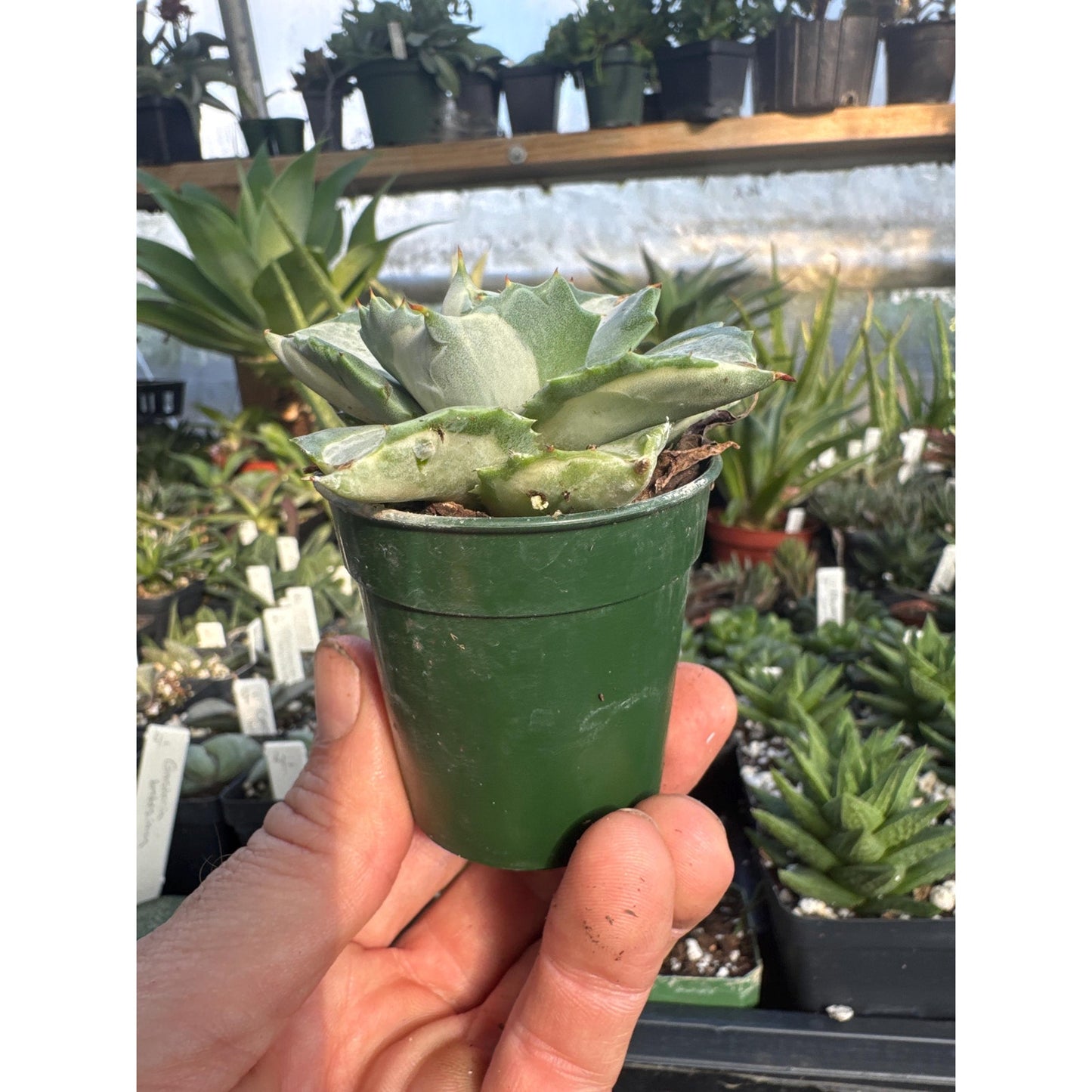 Agave ovatifolia ‘ohi raijin shiro nakafu’