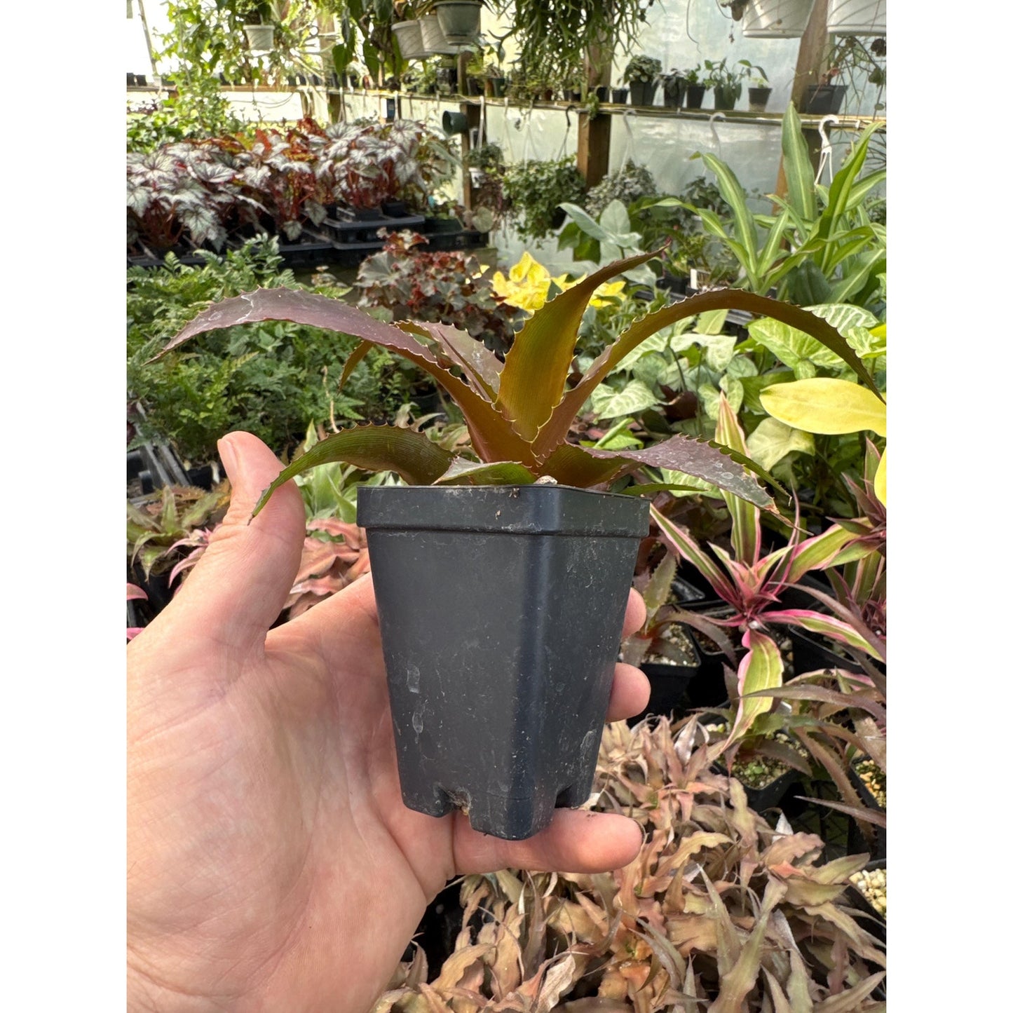 Orthophytum (noid large red)