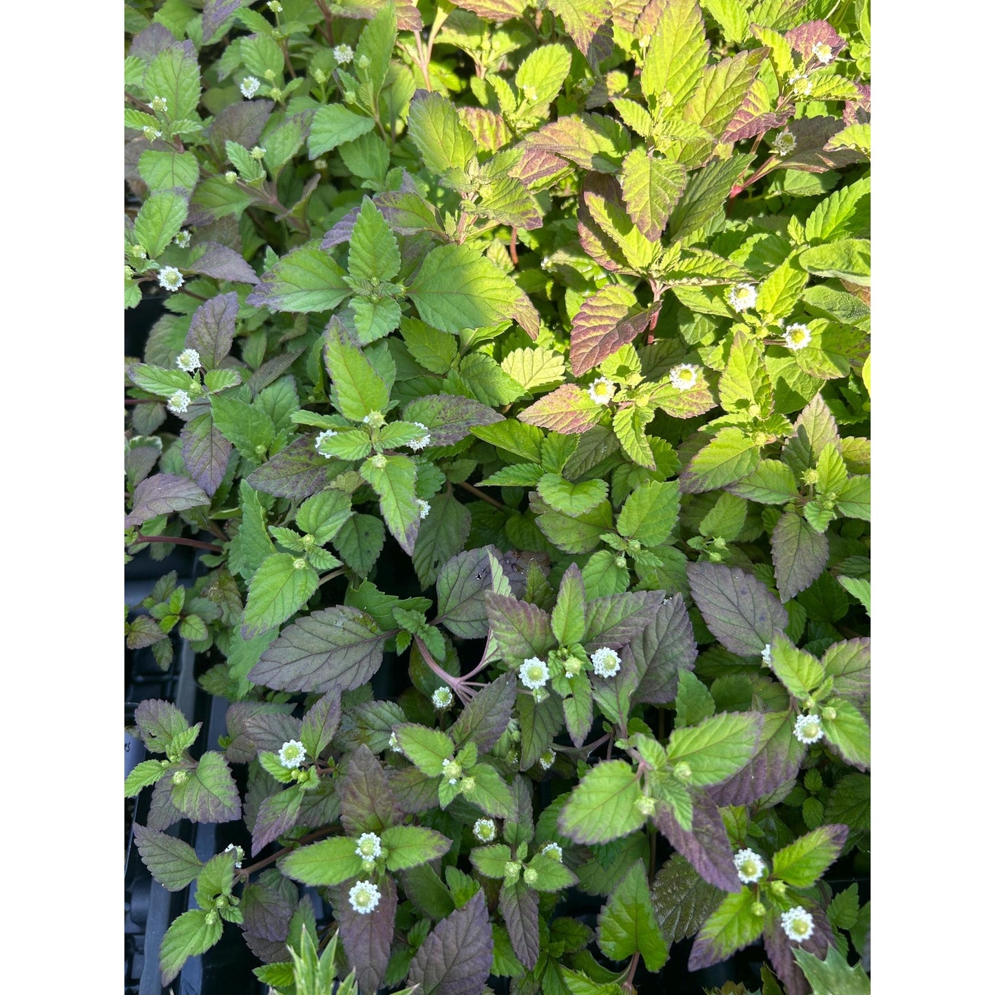 Aztec Sweet Herb - Lippia dulcis 2.5 inch pot