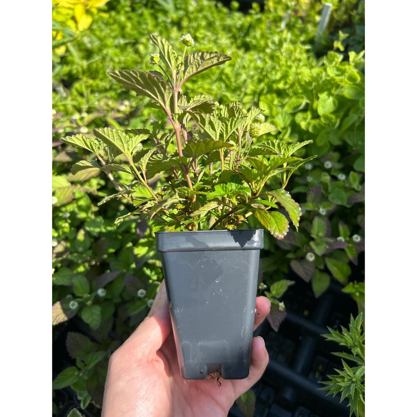 Aztec Sweet Herb - Lippia dulcis 2.5 inch pot