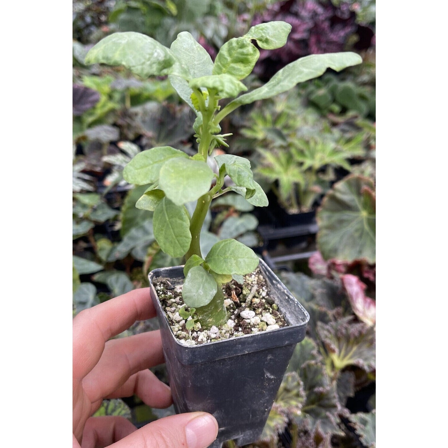 DORSTENIA HILDEBRANTII