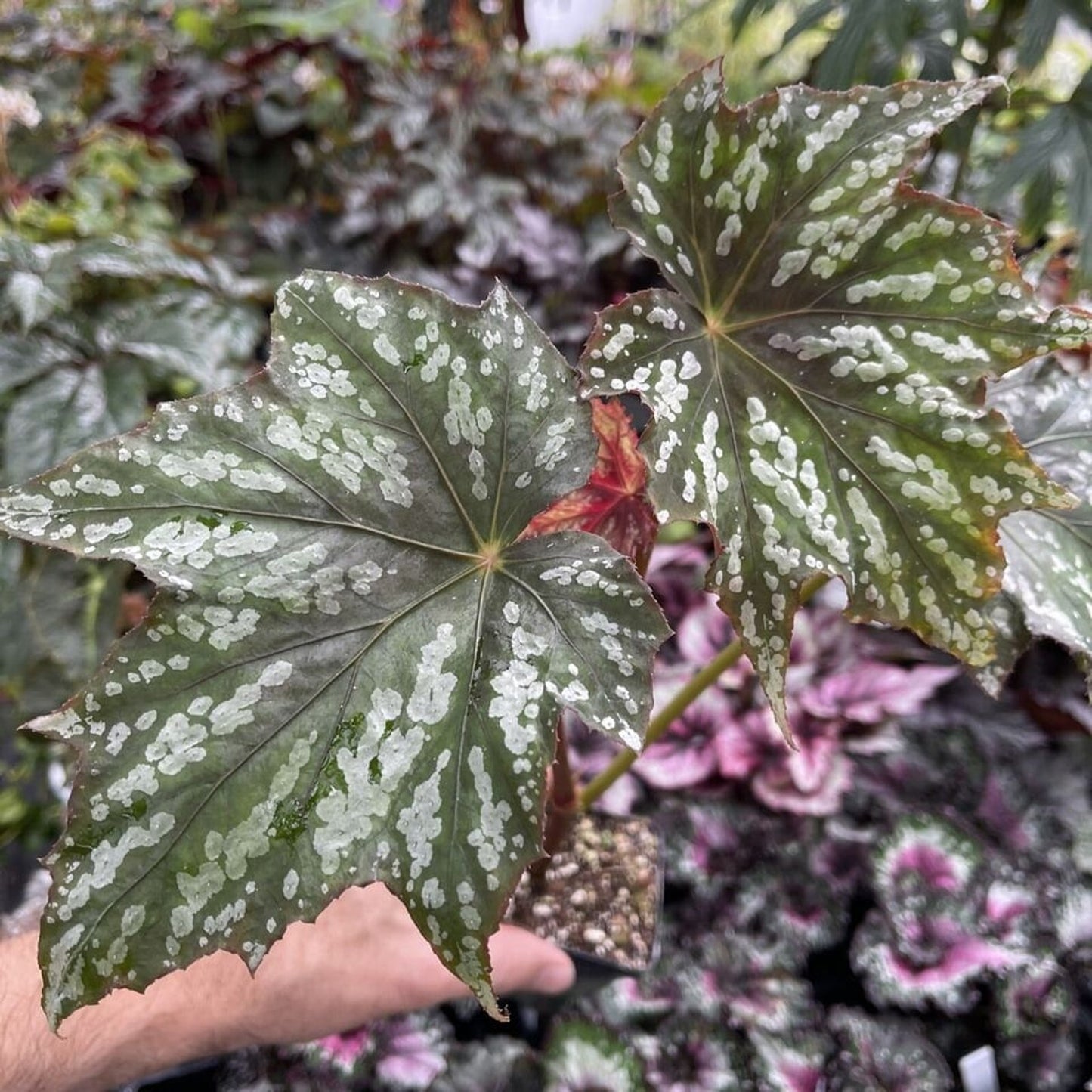 Begonia deliciosa