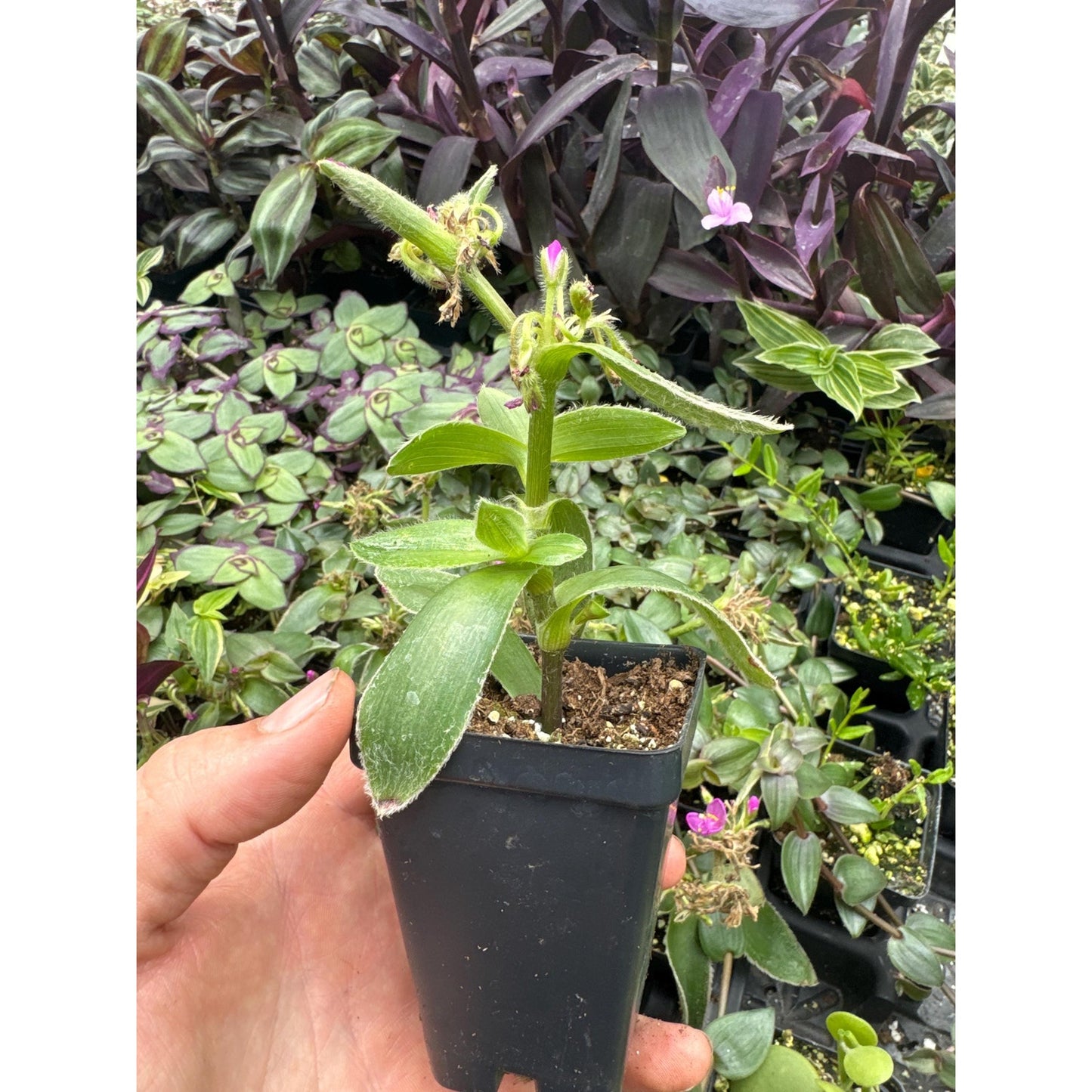Tradescantia crassifolia ssp. acaulis