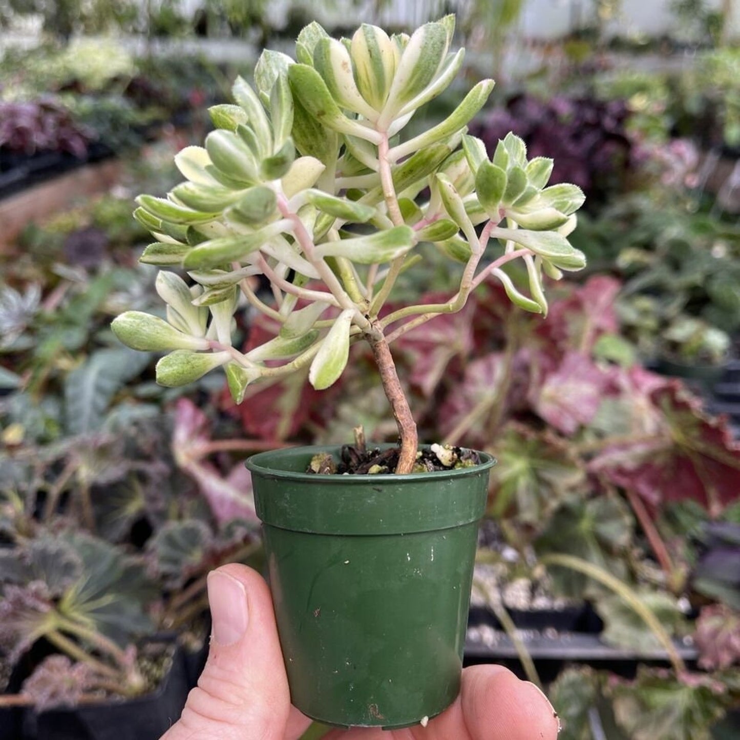 Aeonium castello-paivae ‘suncup’ - Cute variegated succulent!