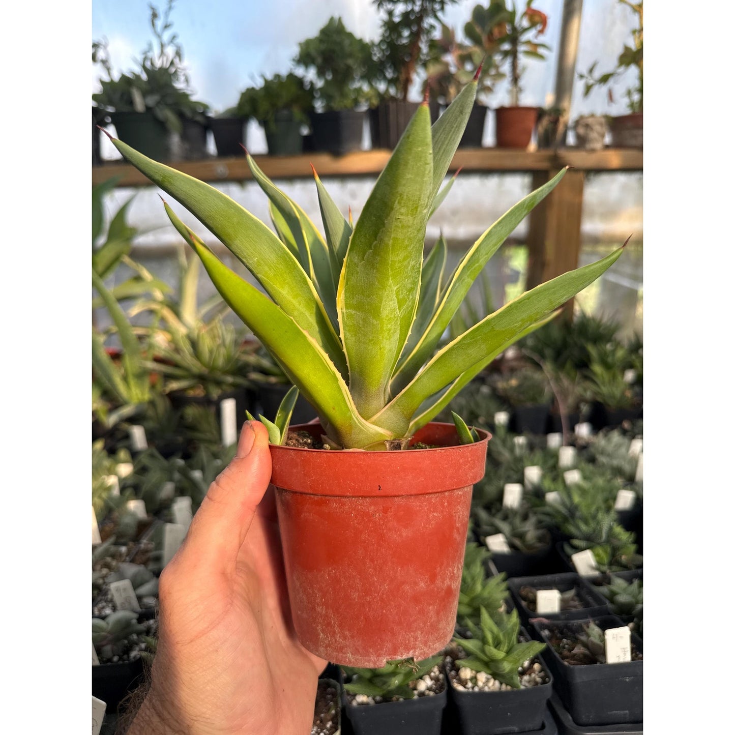 Agave desmetiana ‘variegata’