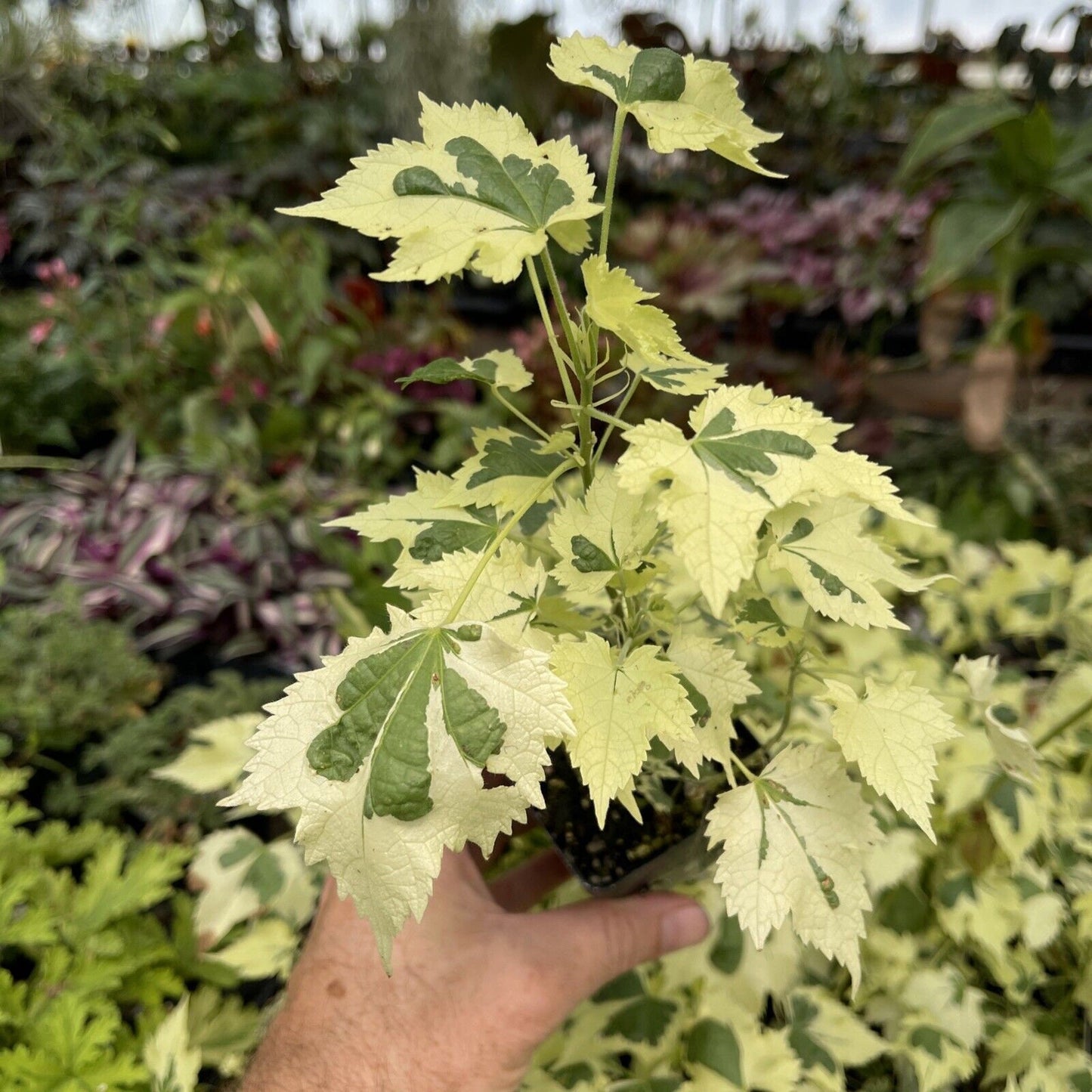 ABUTILON X ‘SAVITZII’ - Highly variegated