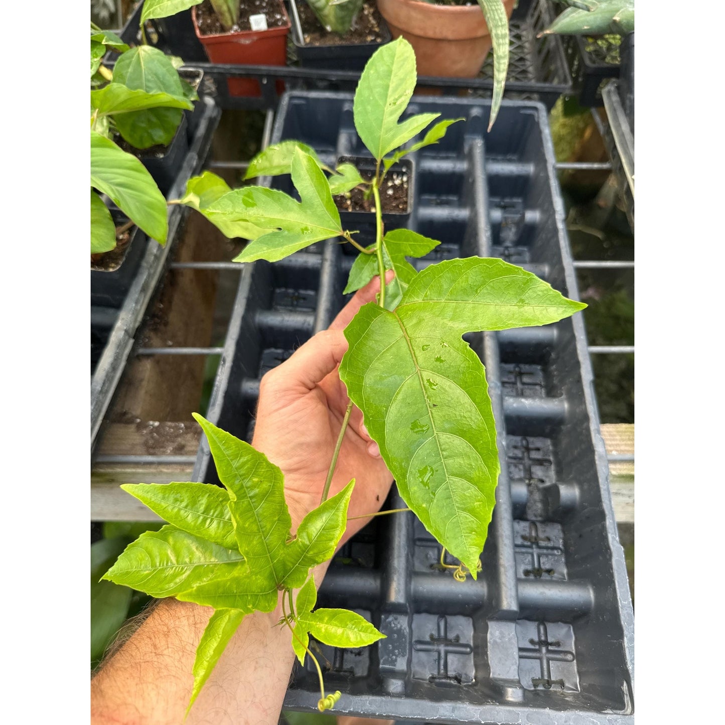 Passiflora edulis ‘possum purple’ - Edible Maypop!