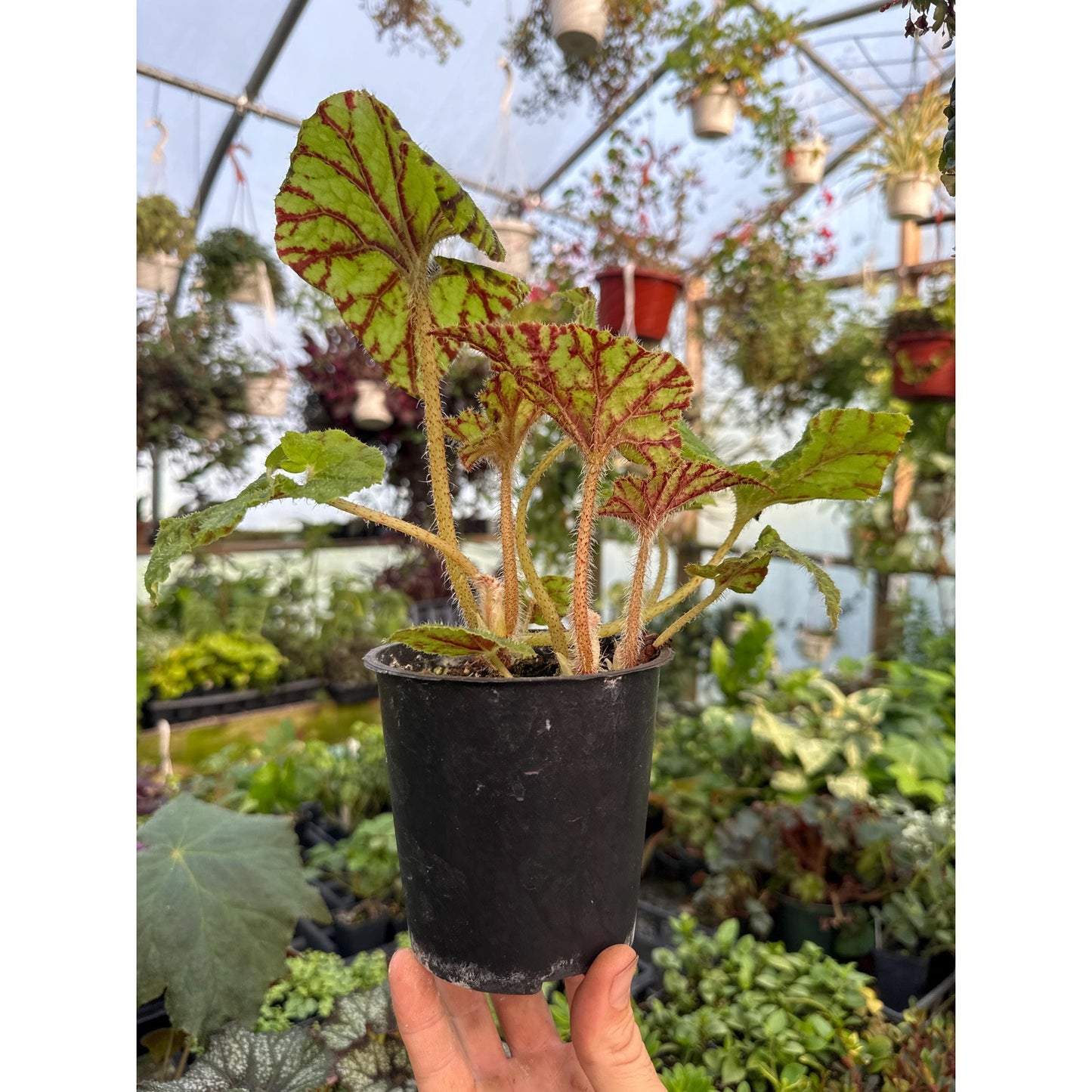 Begonia ‘cowardly lion’