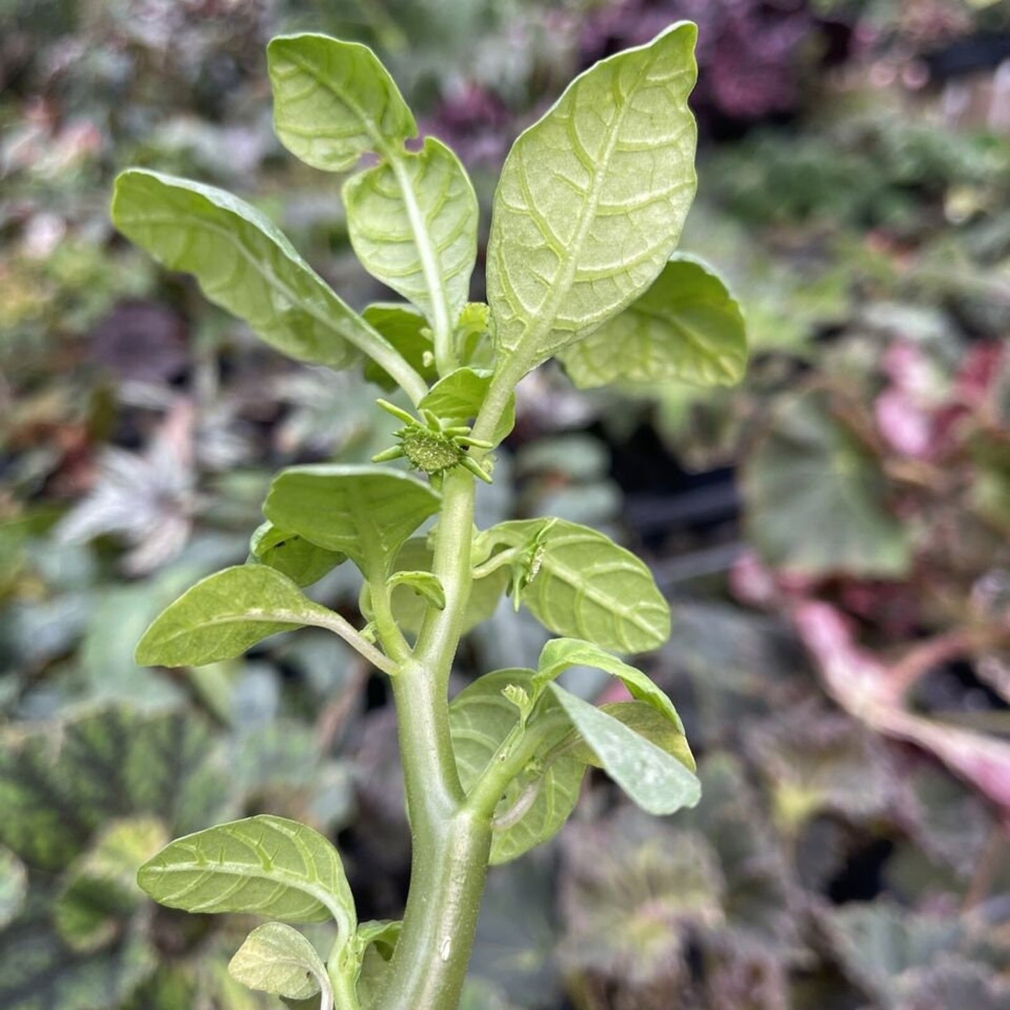 DORSTENIA HILDEBRANTII