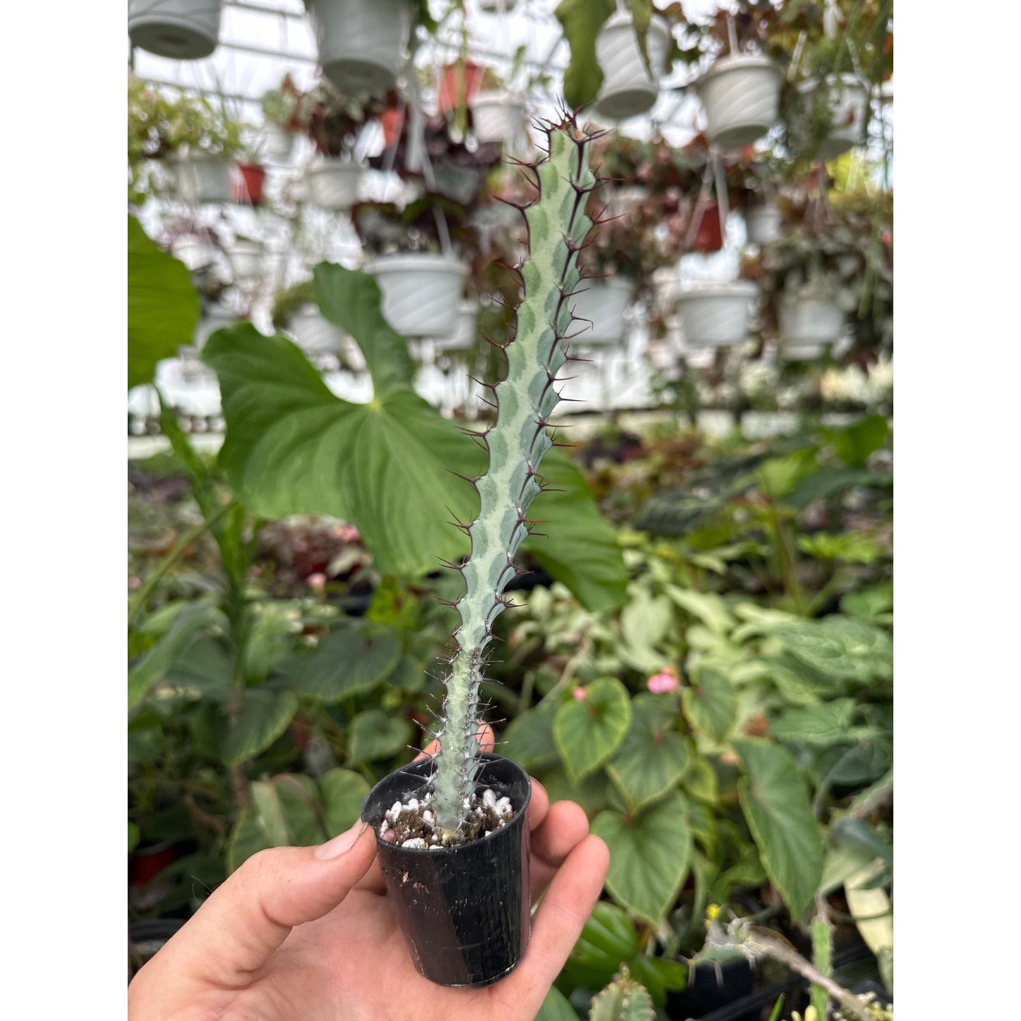 Euphorbia greenwayi