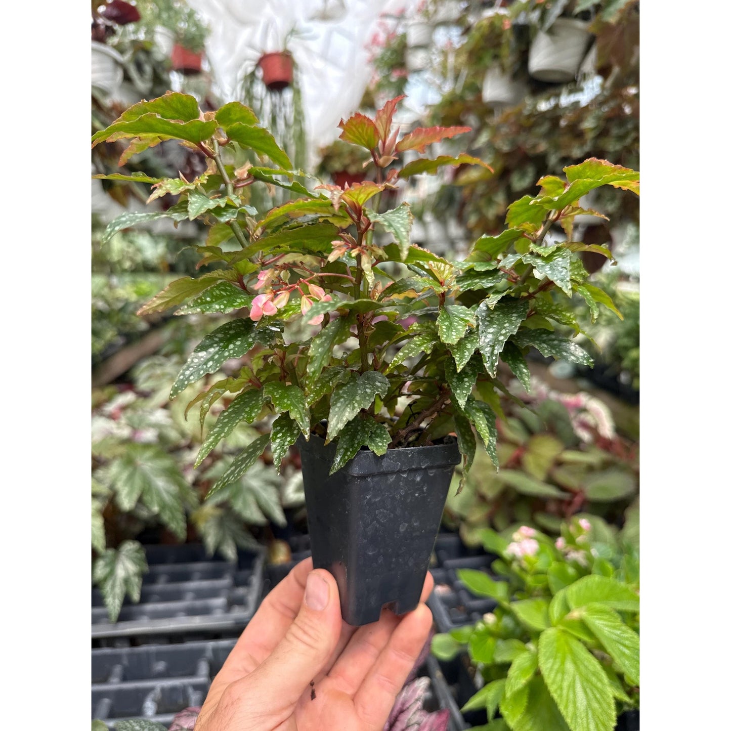 Begonia ‘medora’