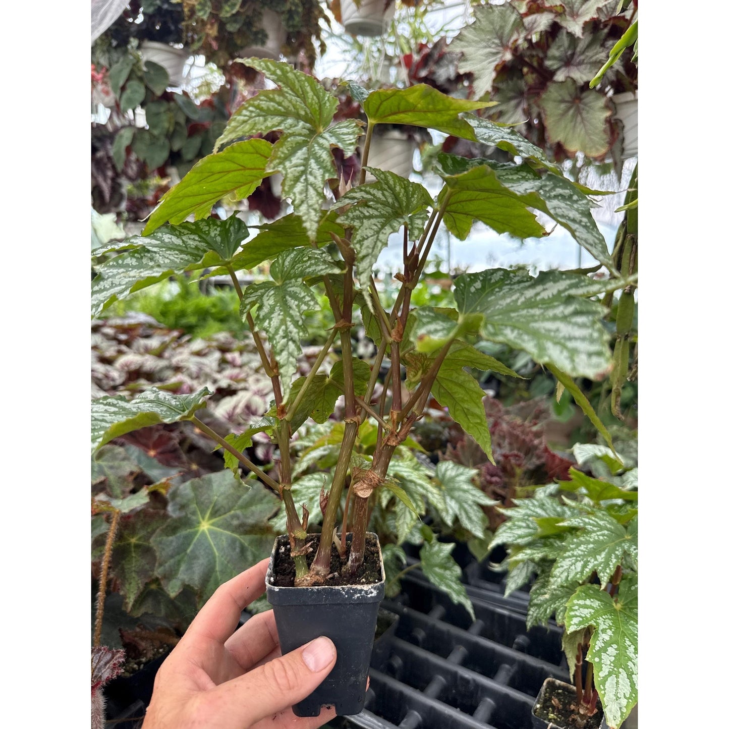 Begonia ‘Charles Jaros’
