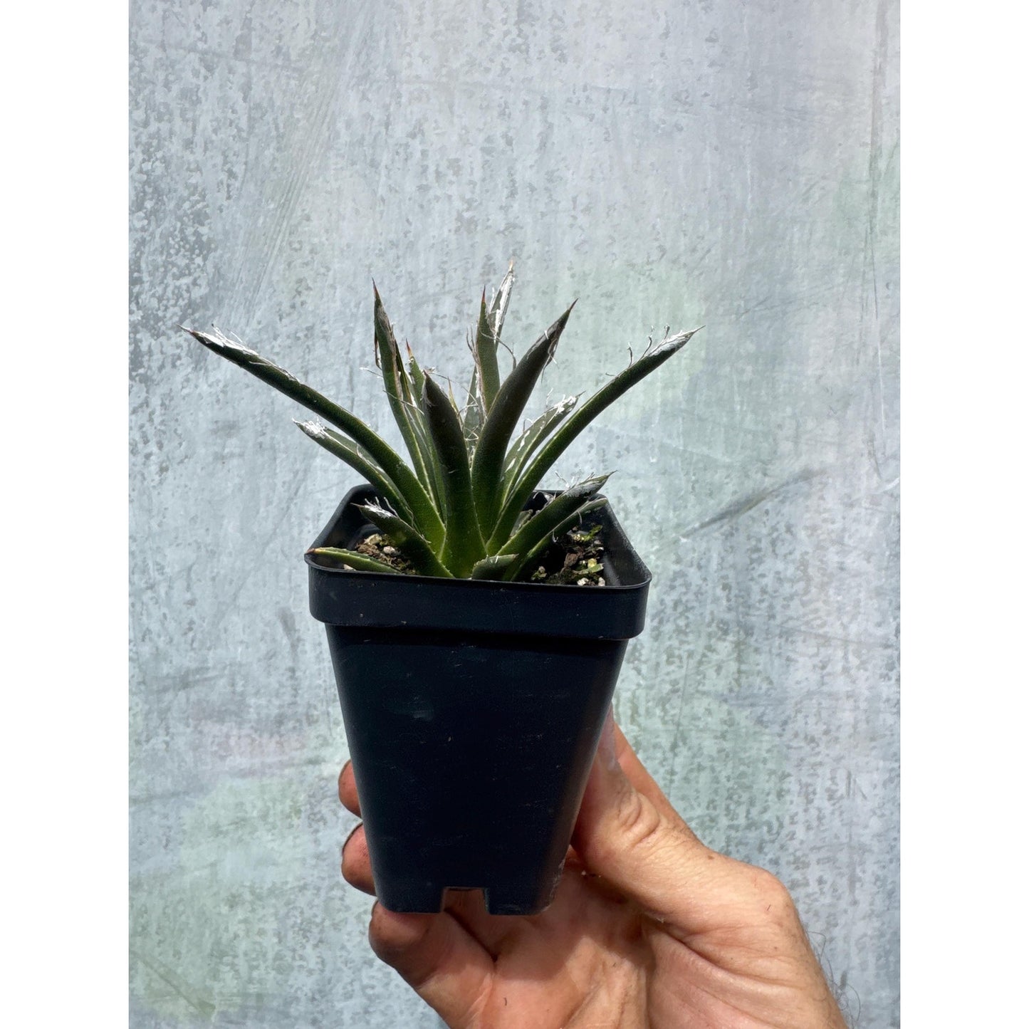 Agave toumeyana v. bella