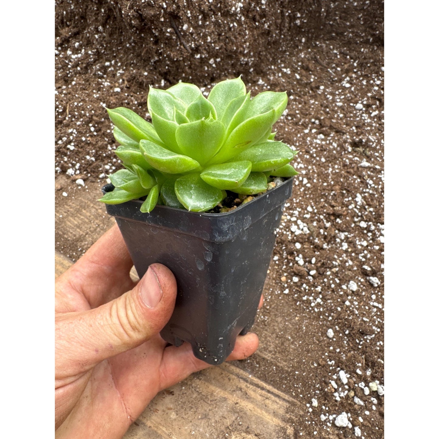 Echeveria ‘malgan’