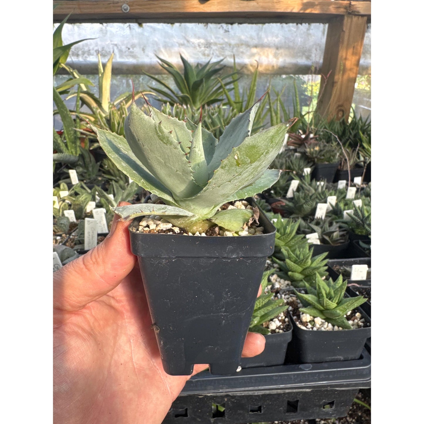Agave potatorum
