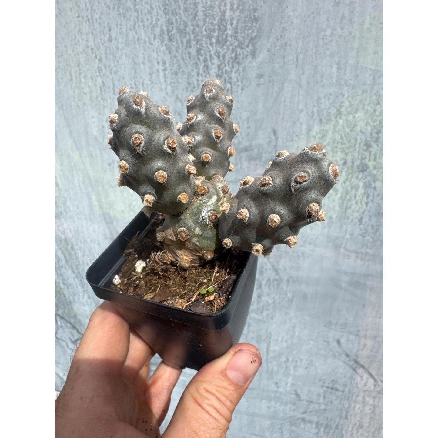 Austrocylindropuntia mollinensis