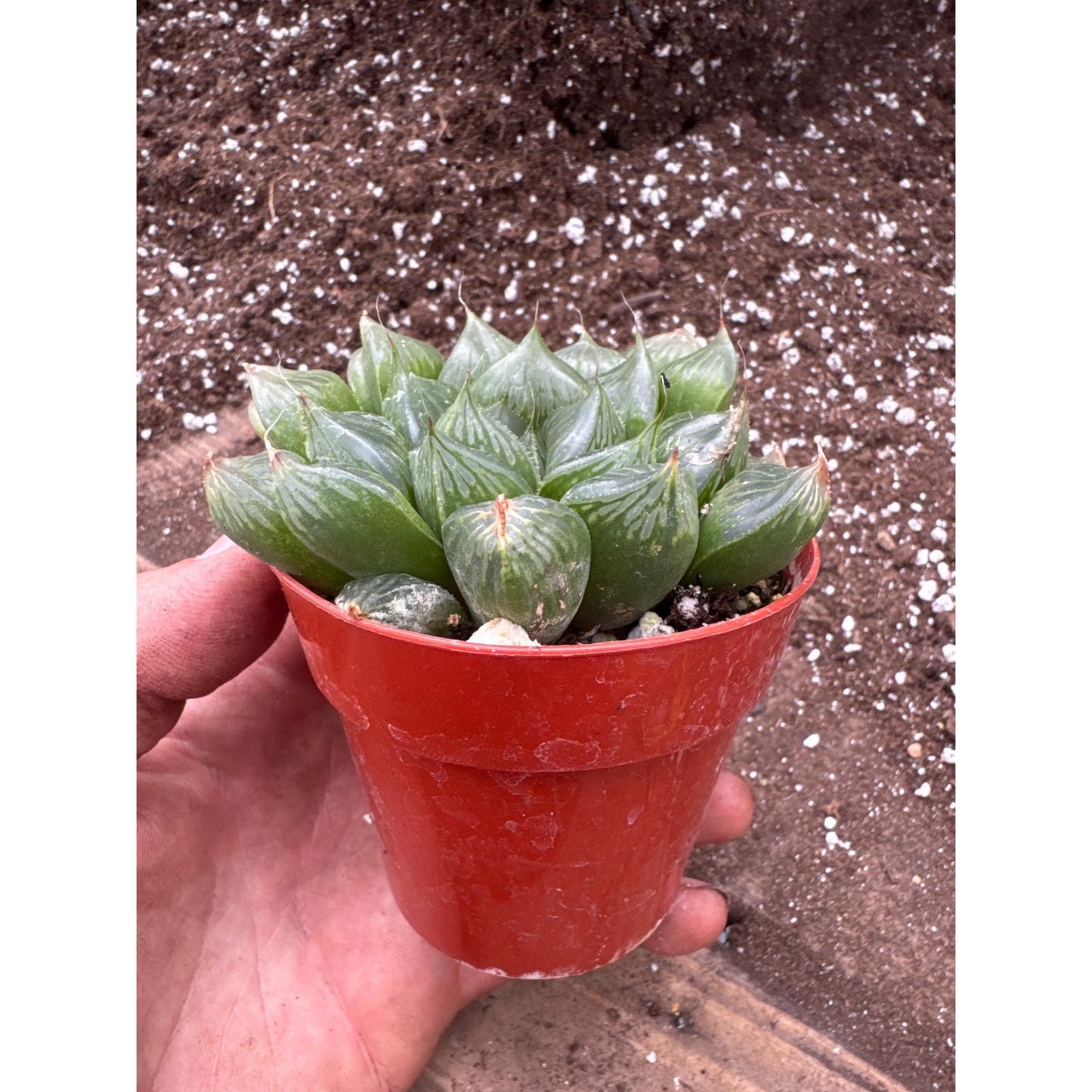 Haworthia ‘sansenjyu’