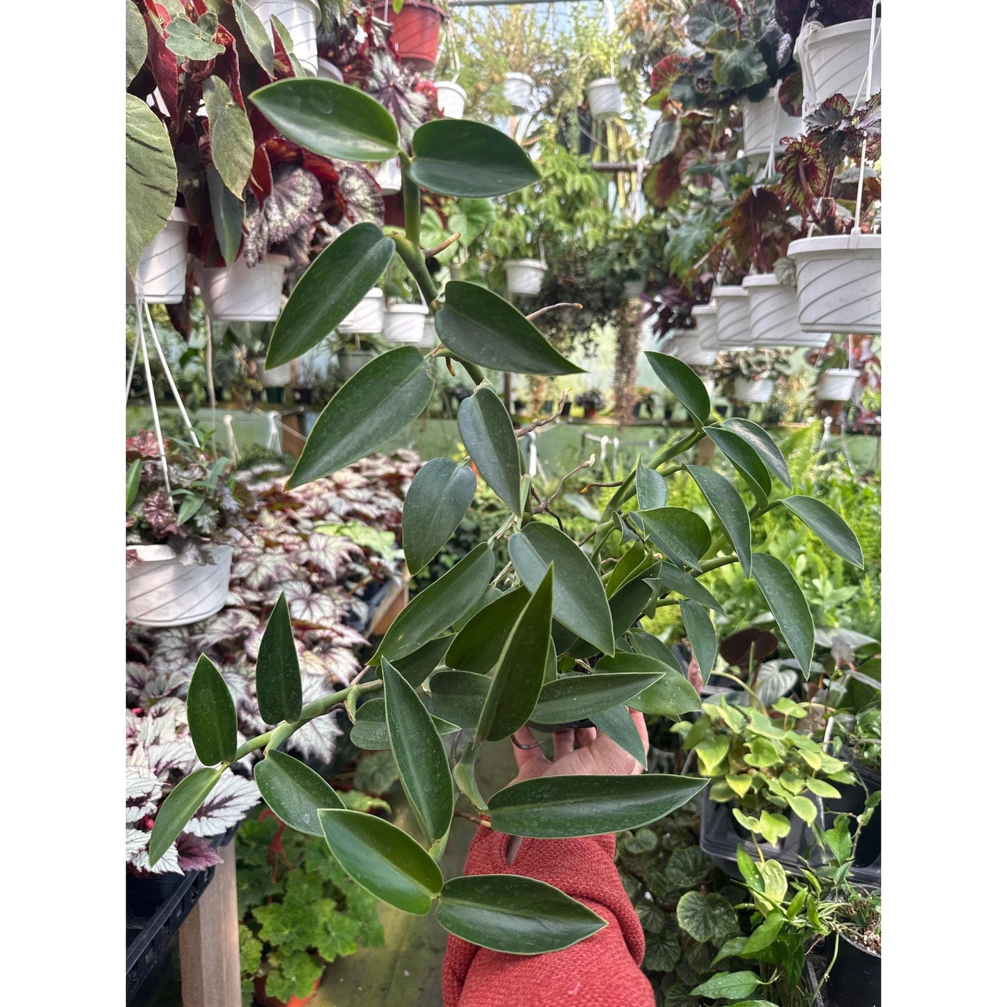 Rhaphidophora sp. “noid”- Large pot!
