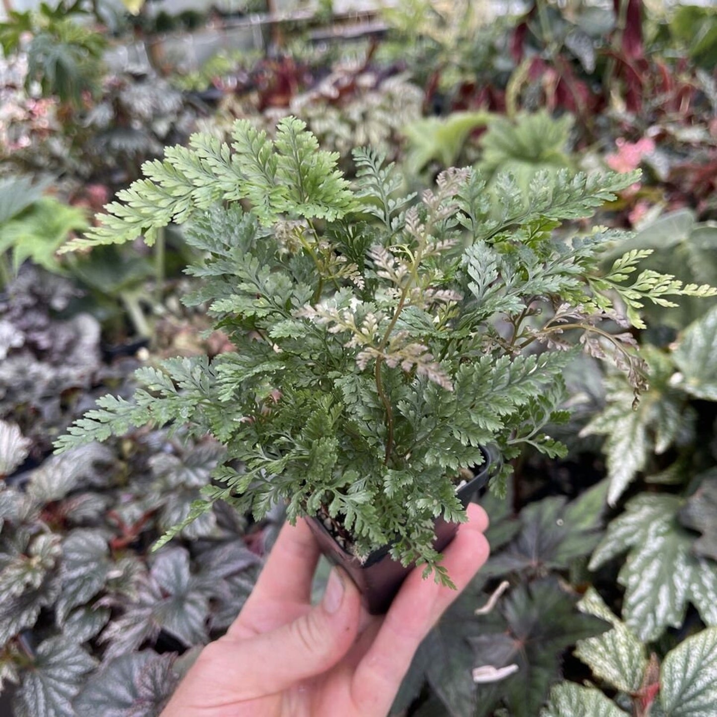 White rabbit's foot fern! Davallia fejeensis