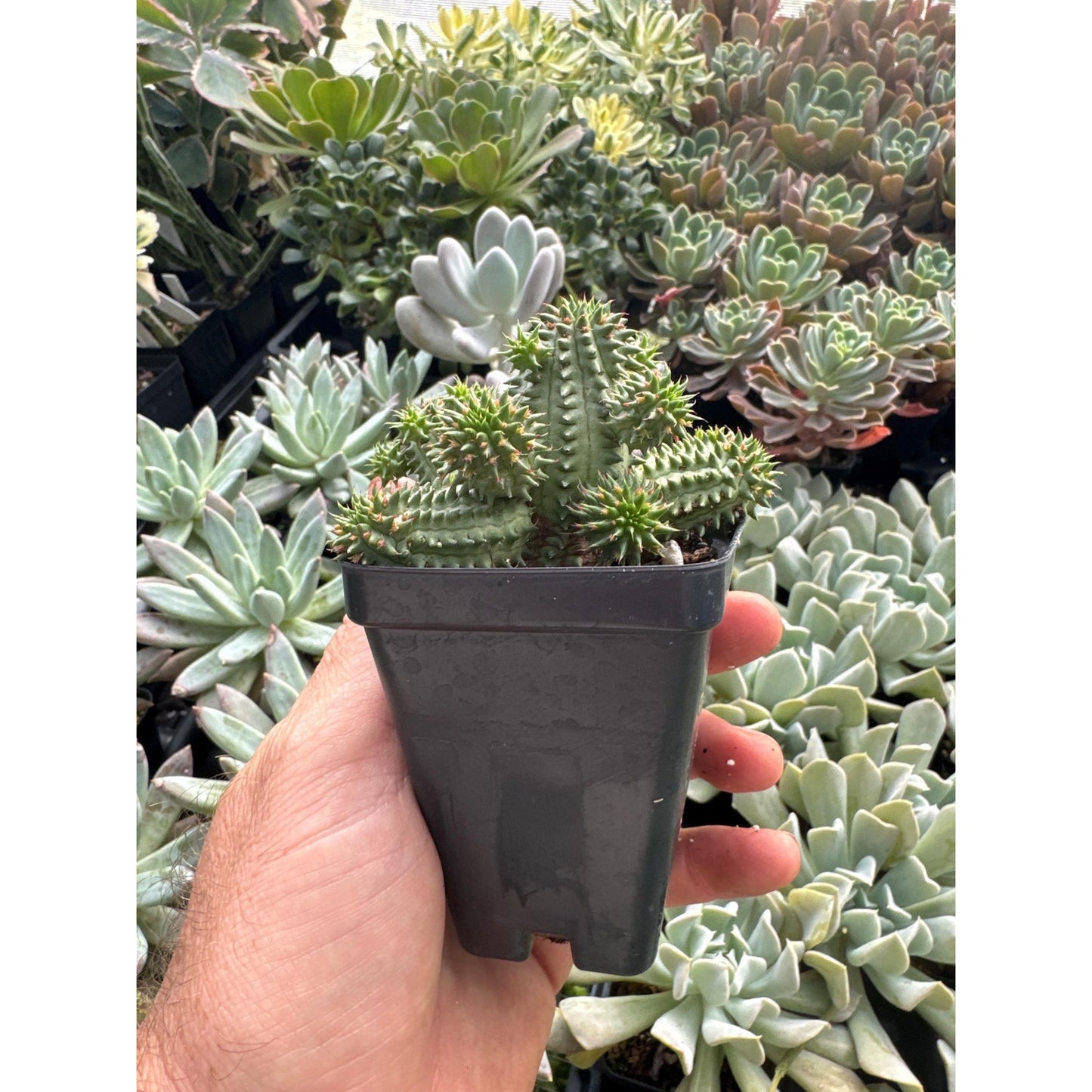 Euphorbia suzzanae