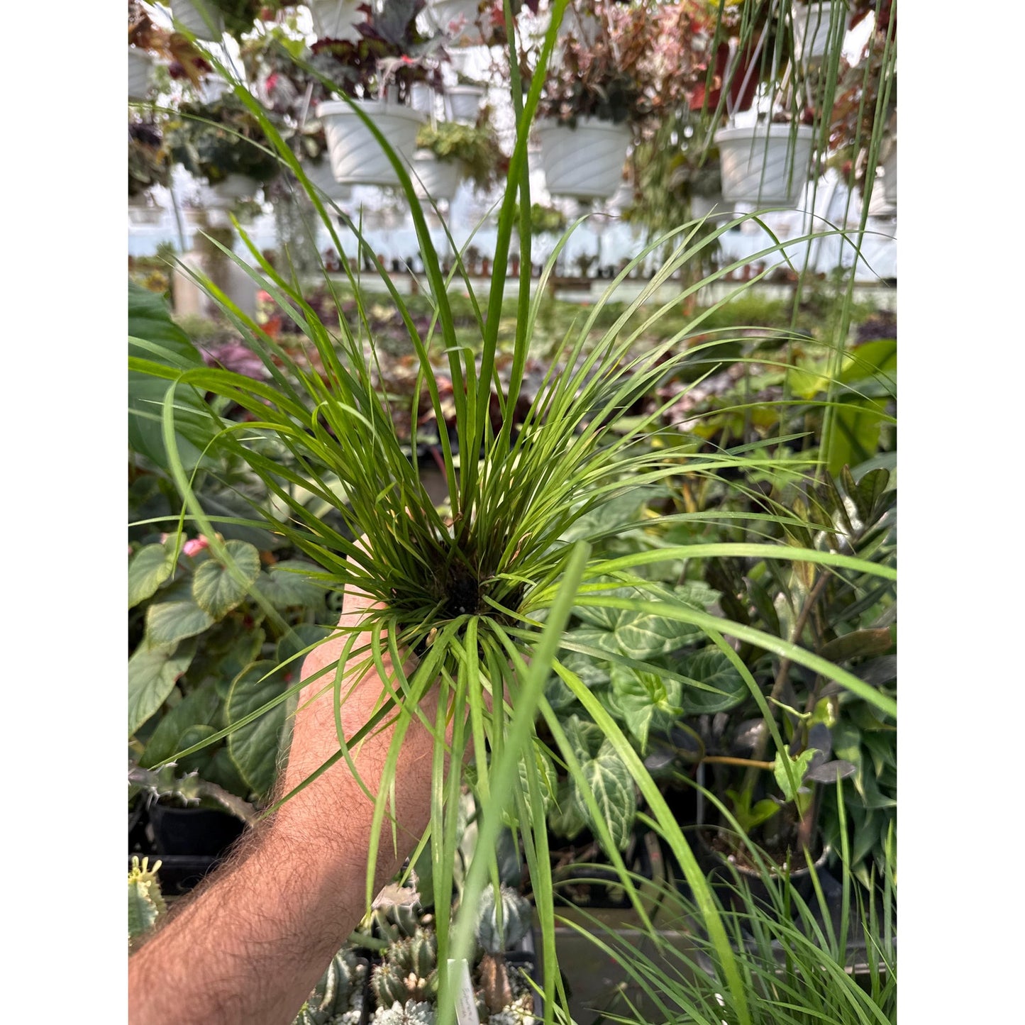 Acorus Gramineus 'licorice’ - Licorice scented/flavored sweet flag! indoors or out!