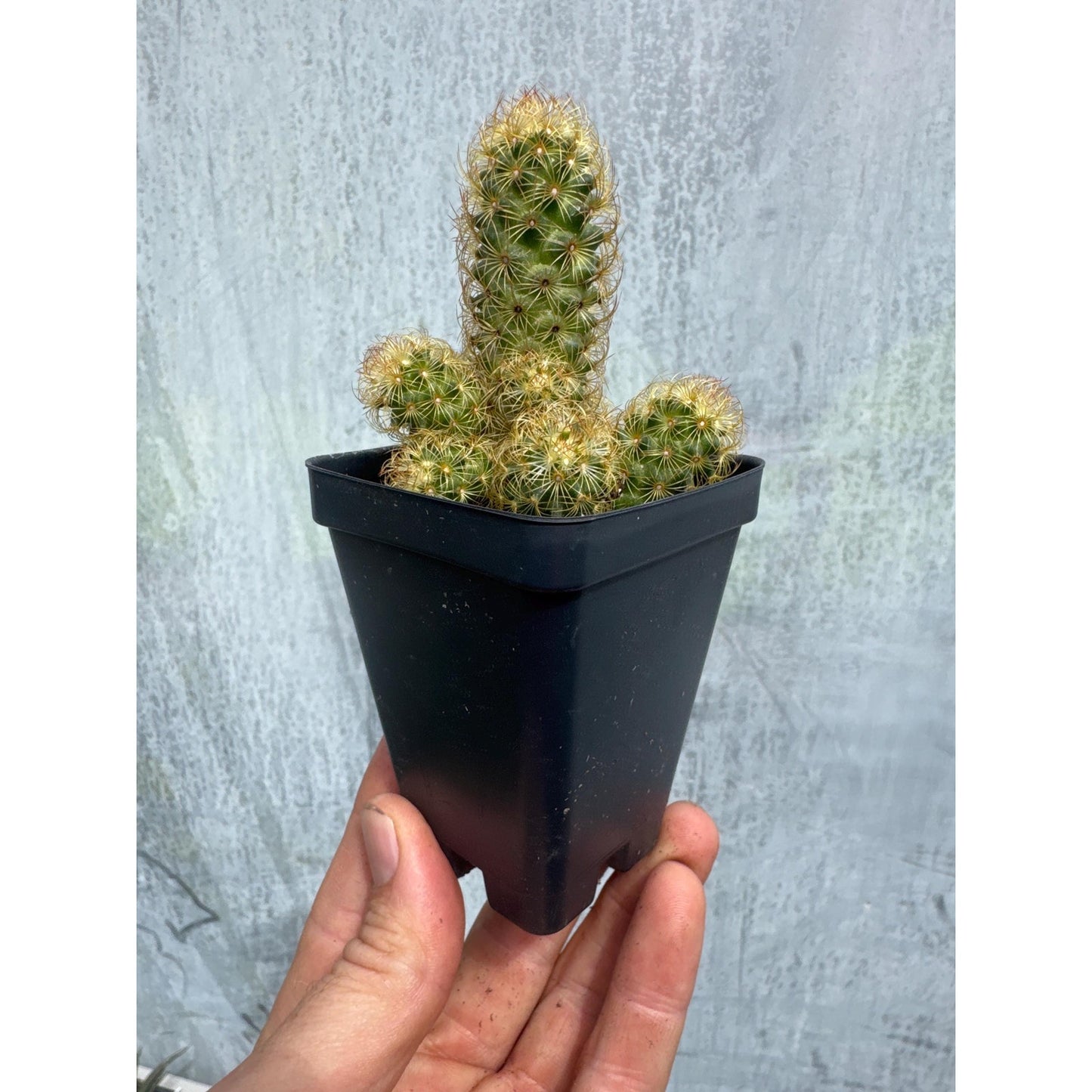 Ladyfinger cactus- Mammillaria elongata