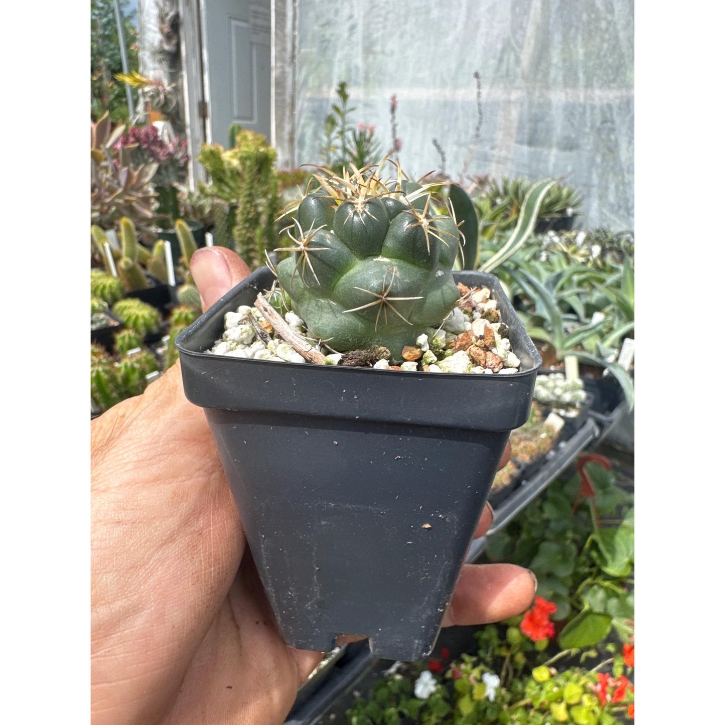 Coryphantha elephantidens
