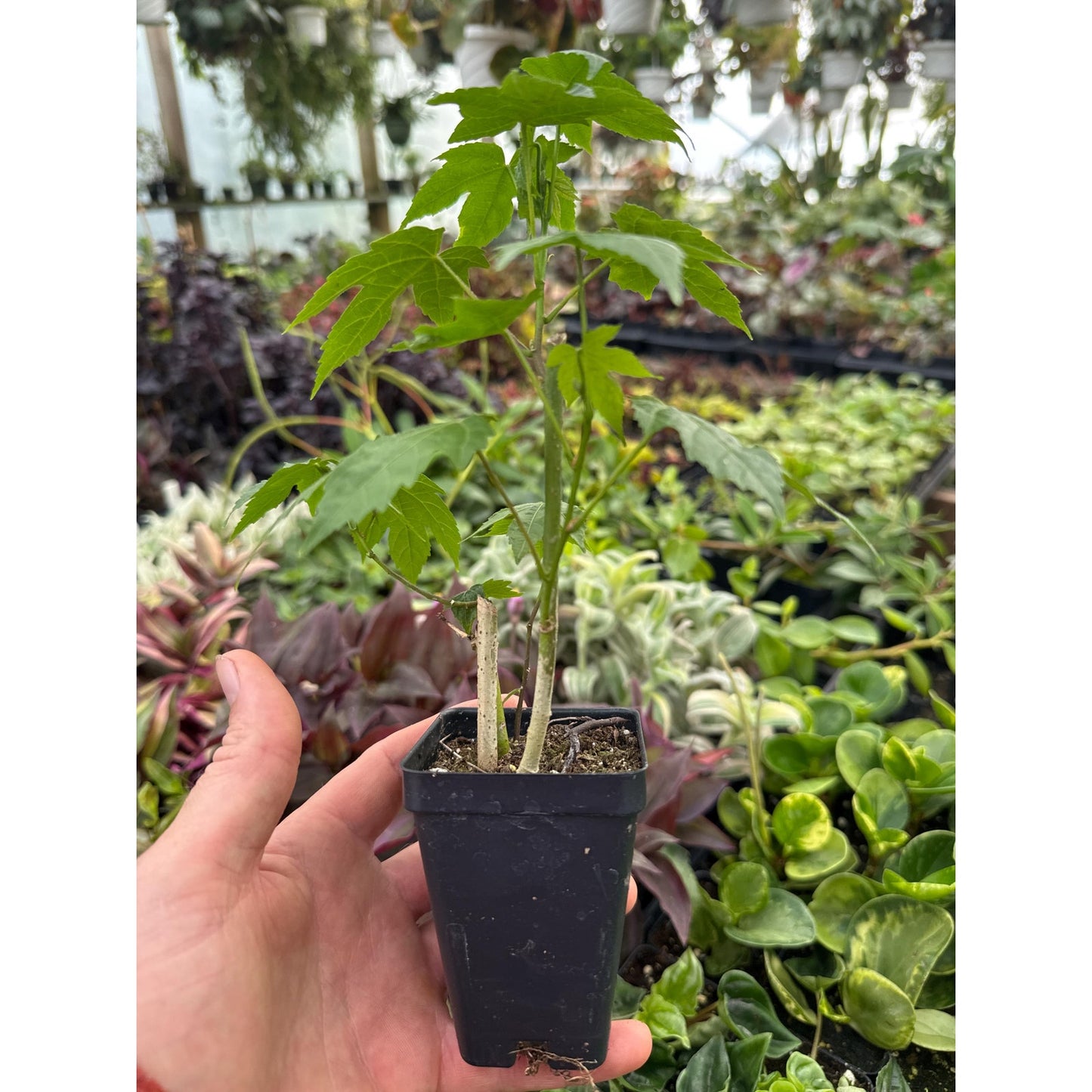 Abutilon ‘biltmore ball gown’