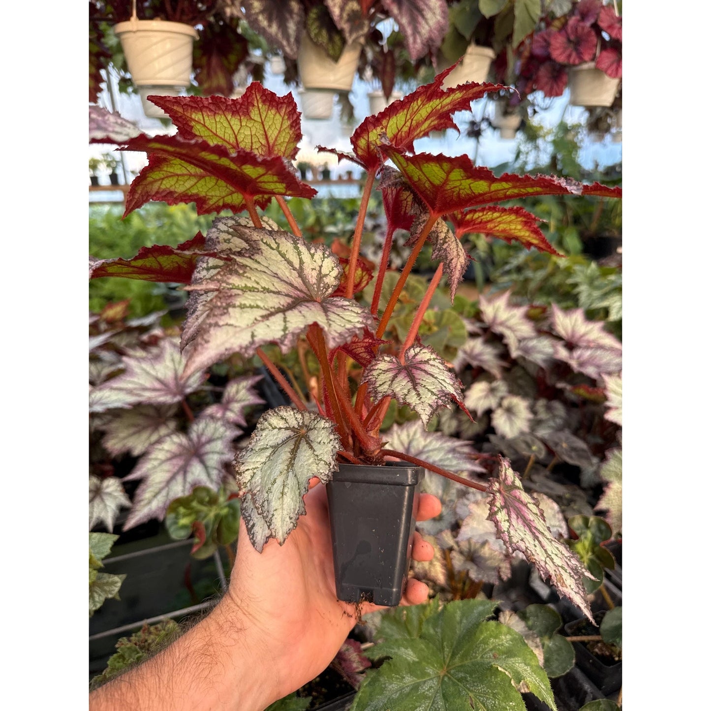 Begonia ‘bewitched lavender’ - Large full plants!