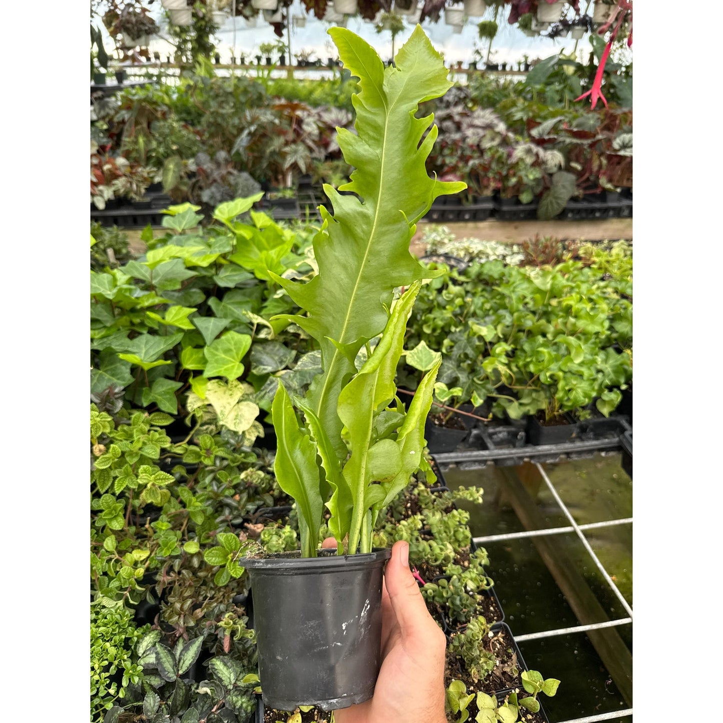 Sawtooth Kelp Fern- Microsorum punctatum ‘serratum’