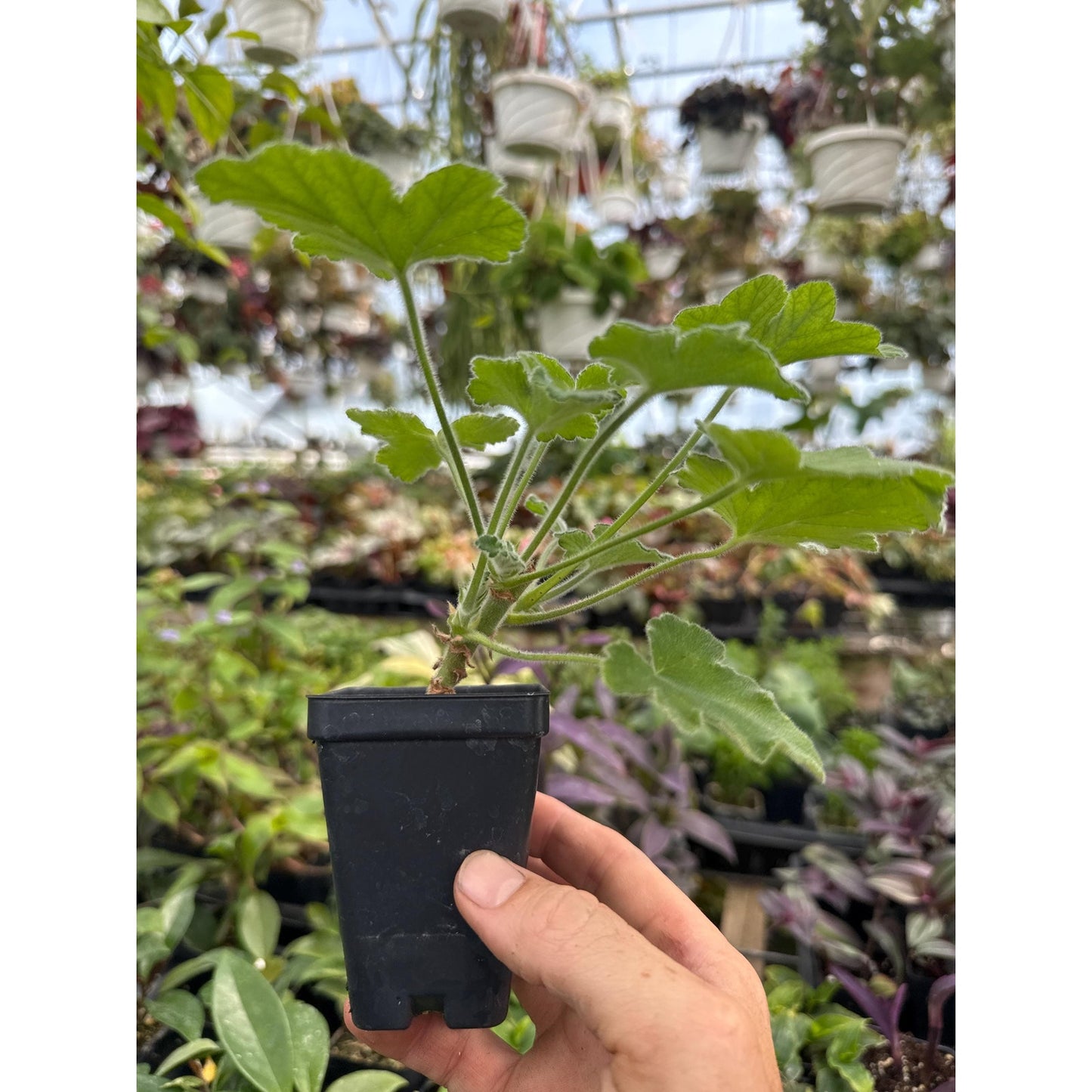 Pelargonium tomentosum- Mint scented Geranium!